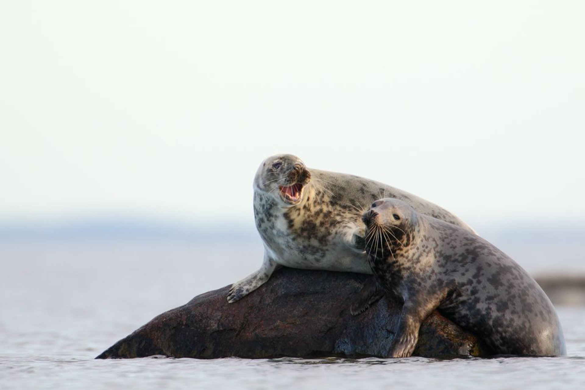Observação de focas