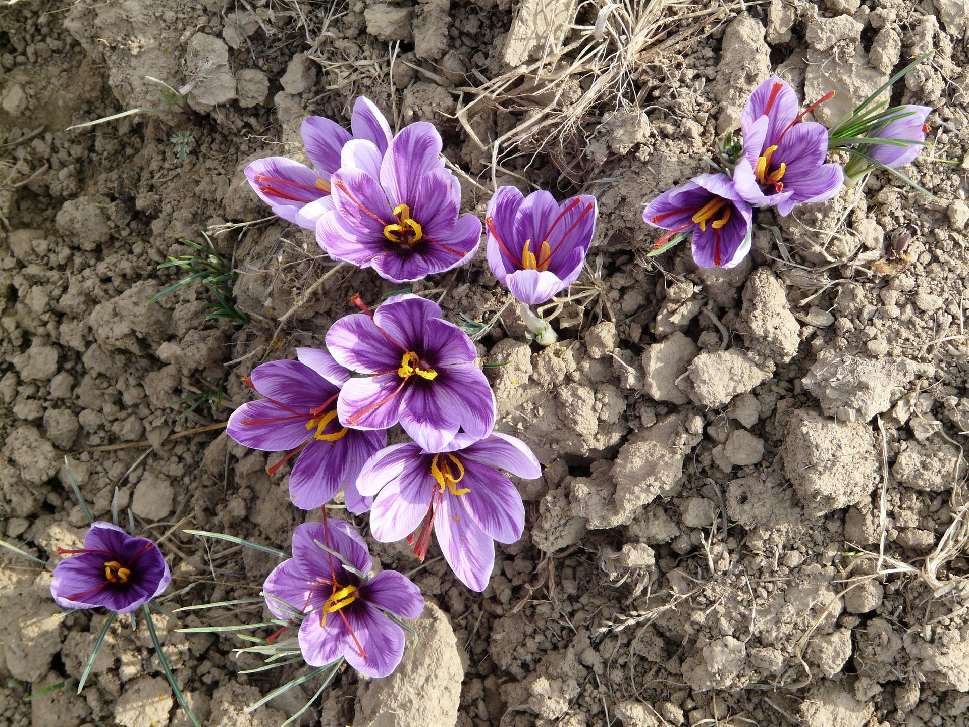 Saffron Harvest