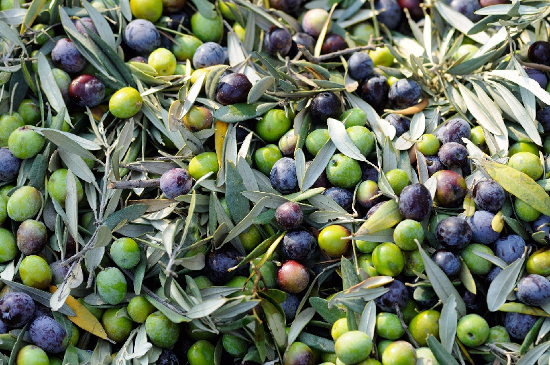 Récolte des olives