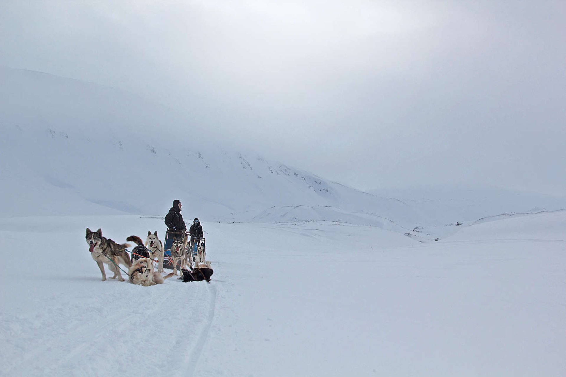 Dog Sledding