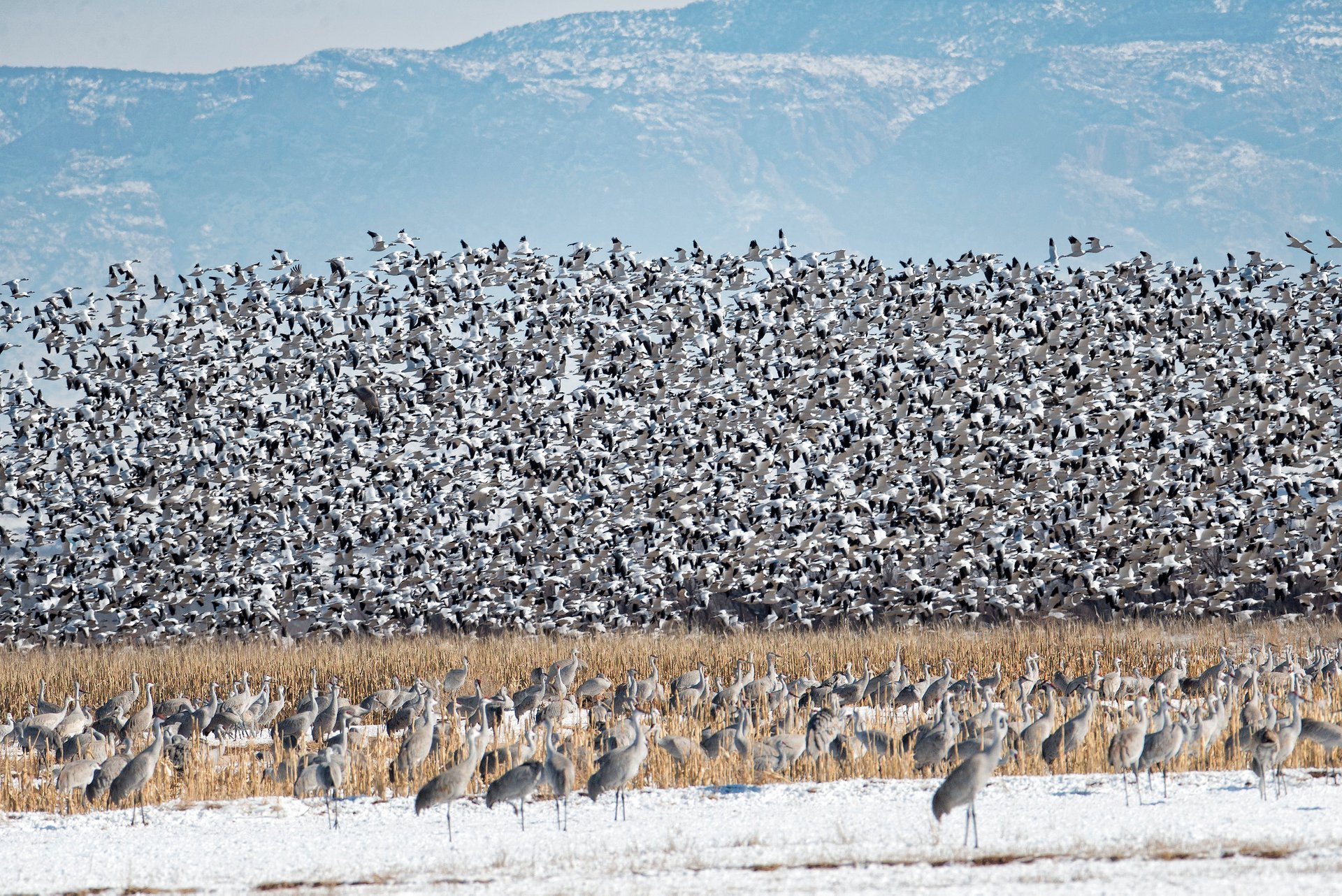 Migration de la grue du Canada