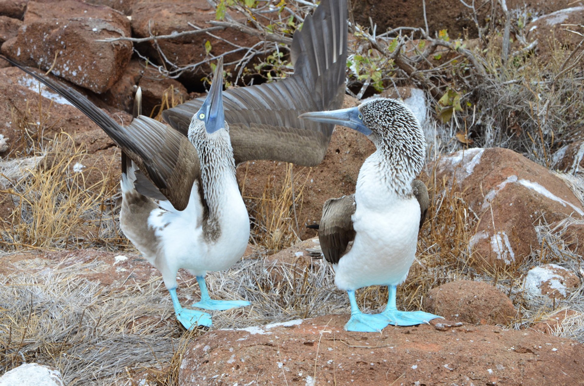 Booby bleu-footed chantant sa danse d'accouplement