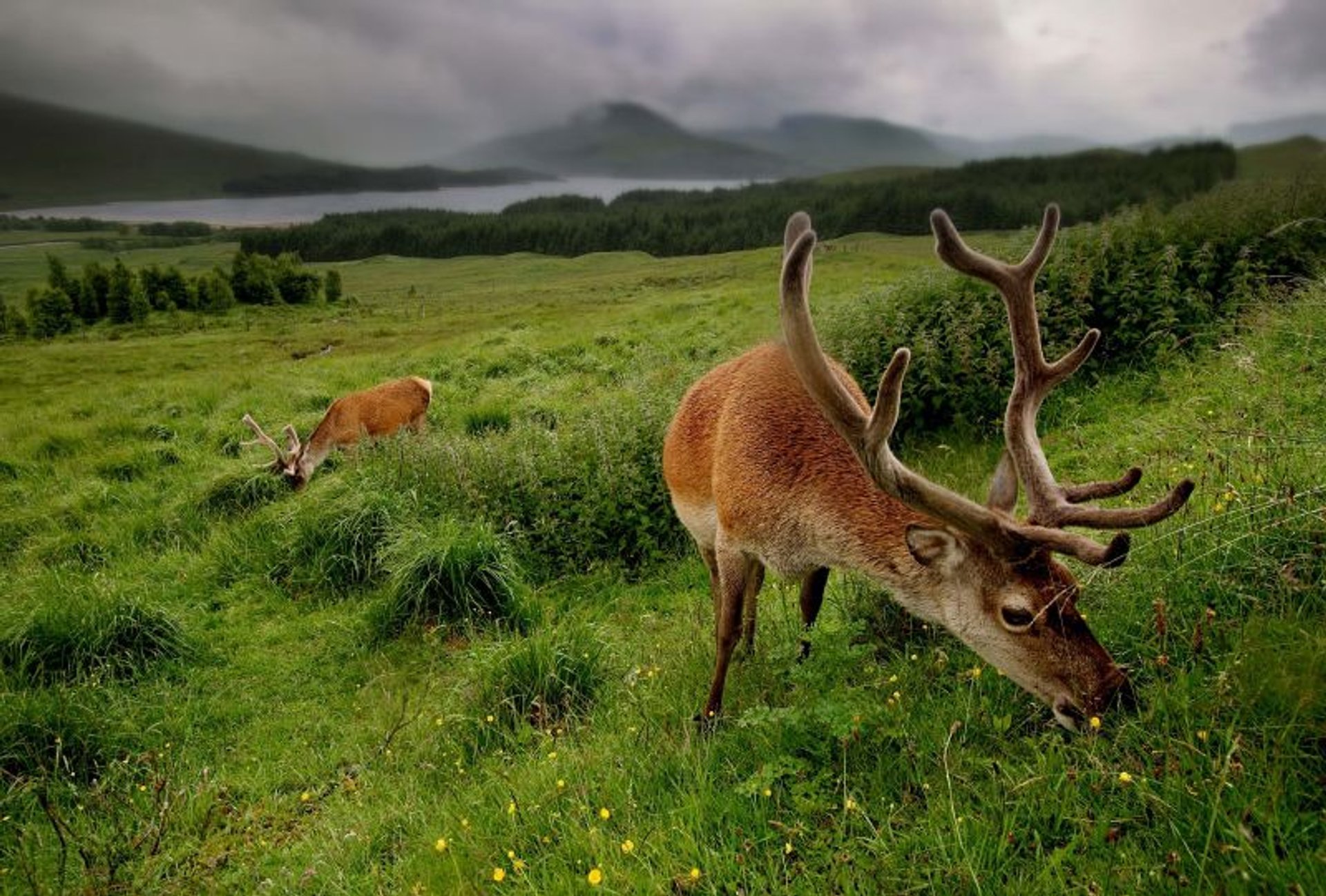 Red Deer​ Rutting