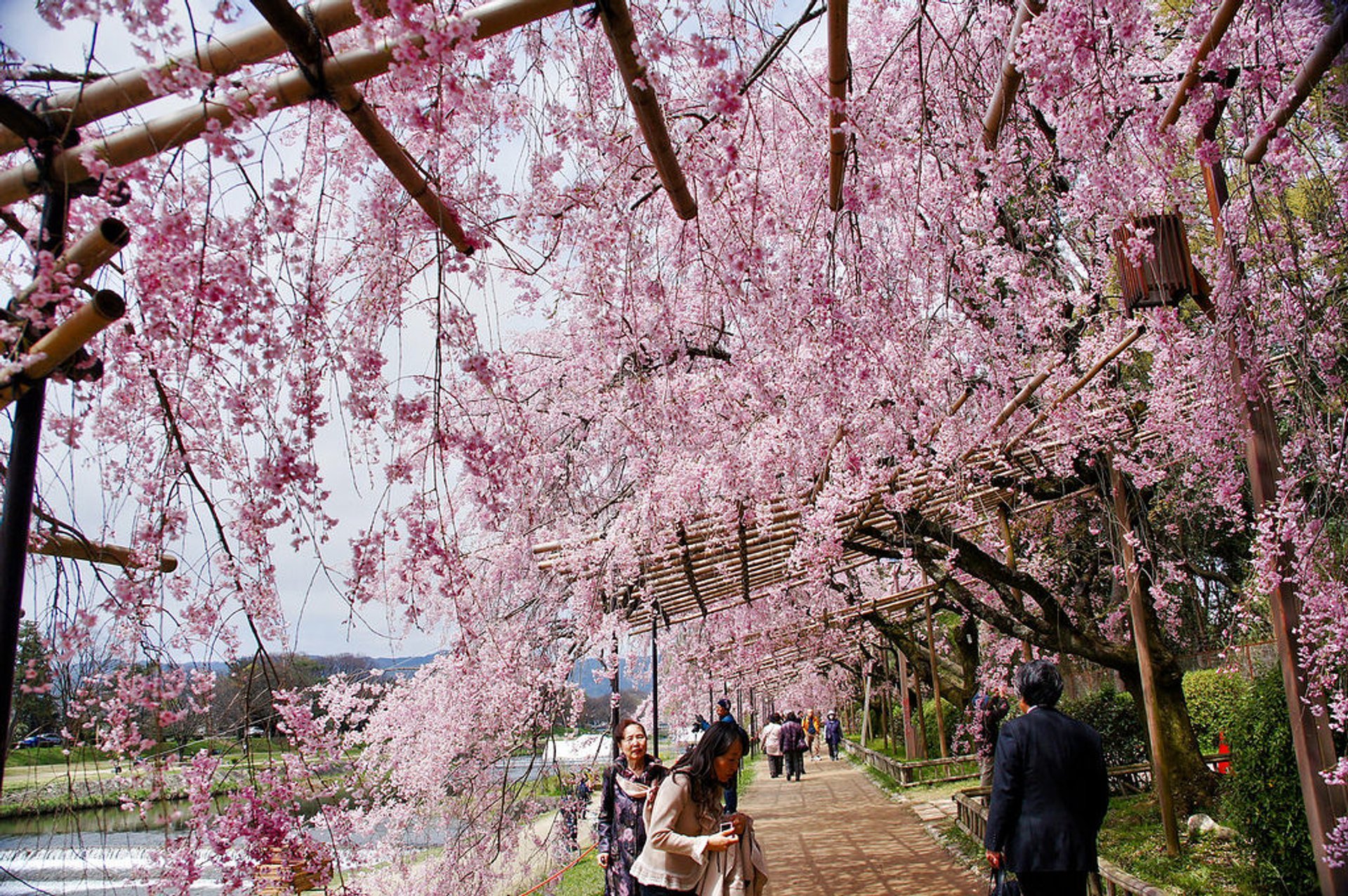 Temporada de Hanami