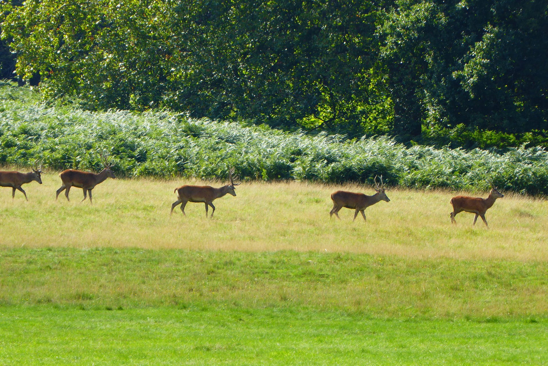 Hirsche beobachten im Richmond Park