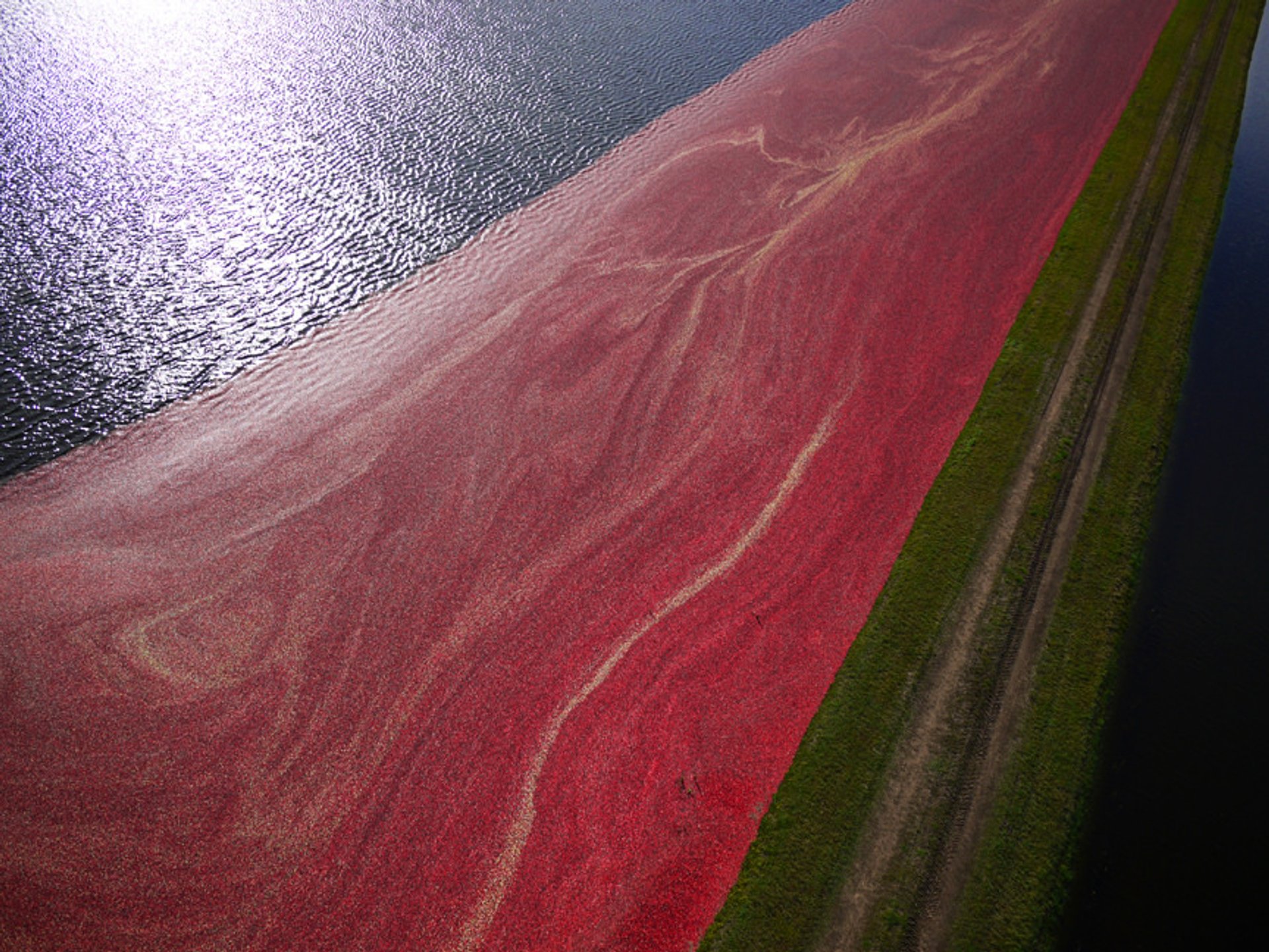 Raccolta del mirtillo rosso del Wisconsin