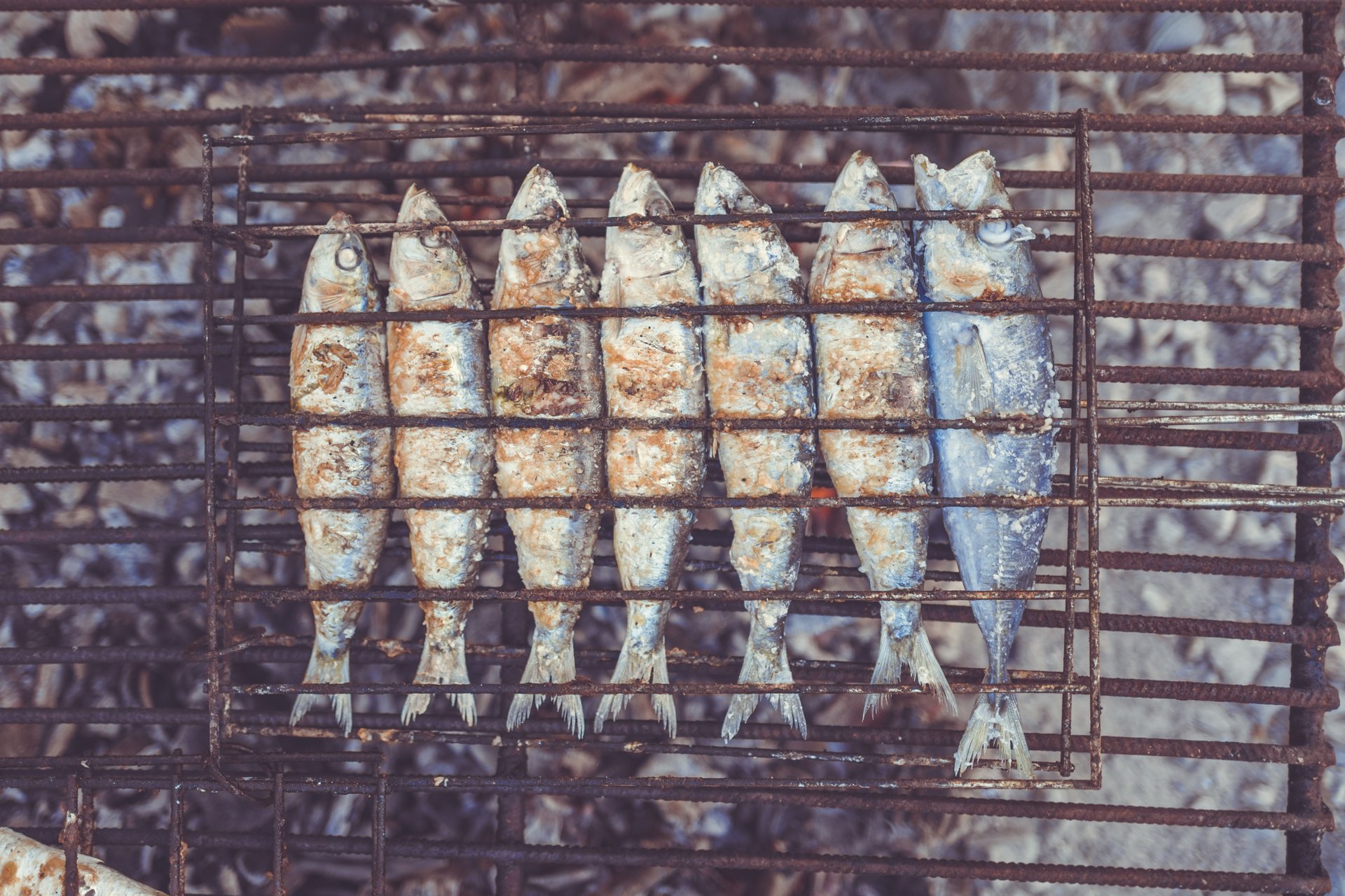 Temporada de las sardinas