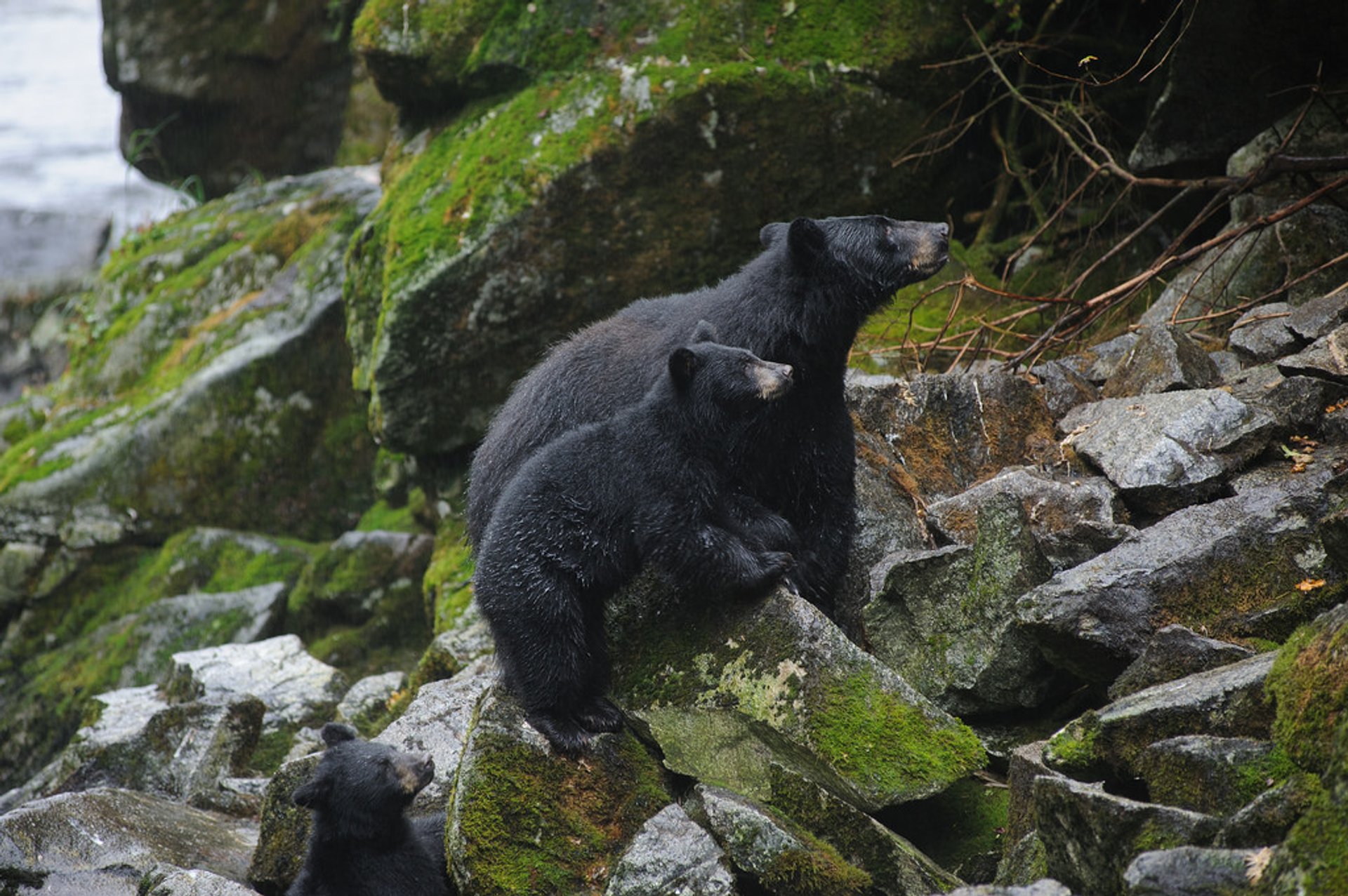 Observación de osos