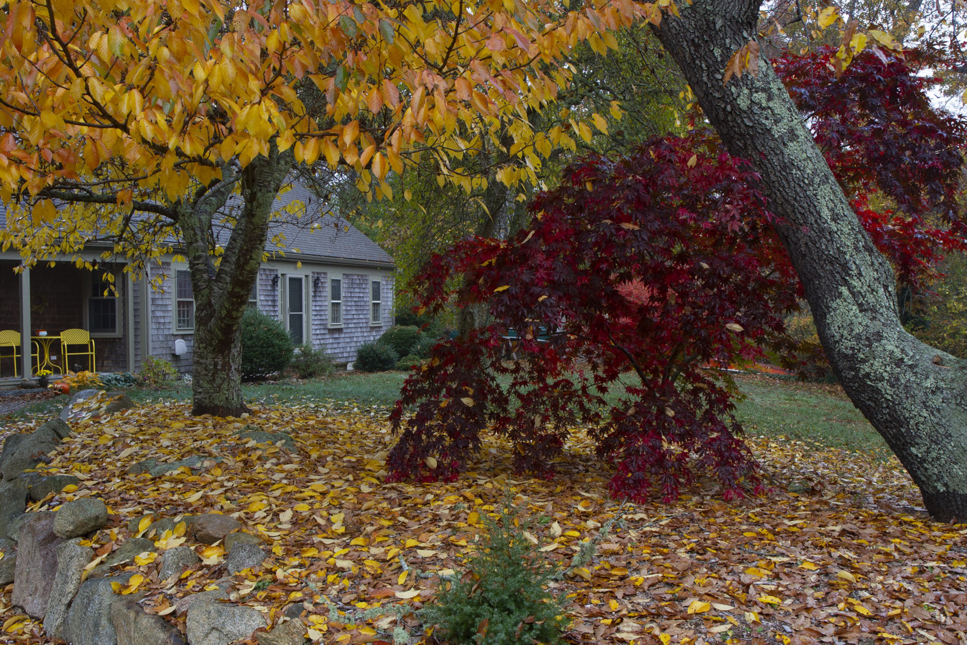 Colores de otoño de Cape Cod 