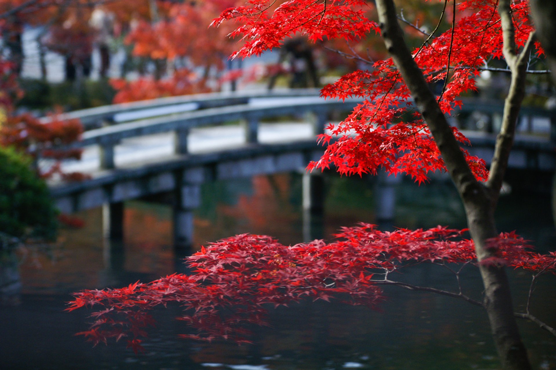 Follaje de otoño (Kōyō)