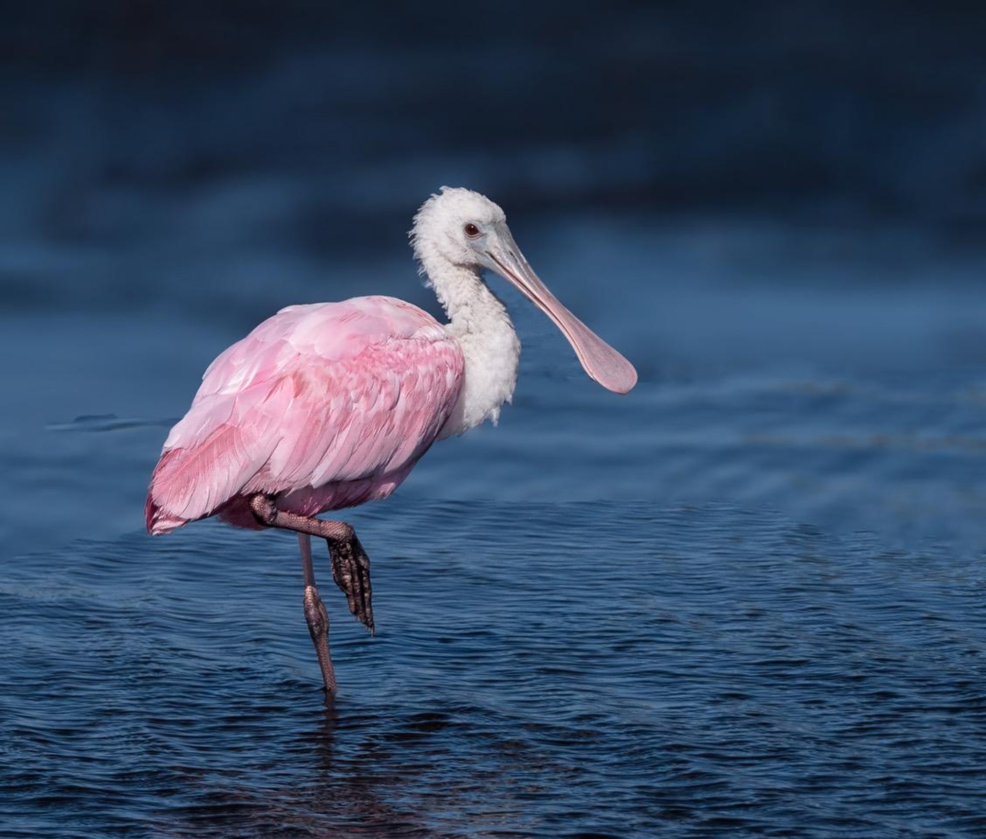 Vogelbeobachtung