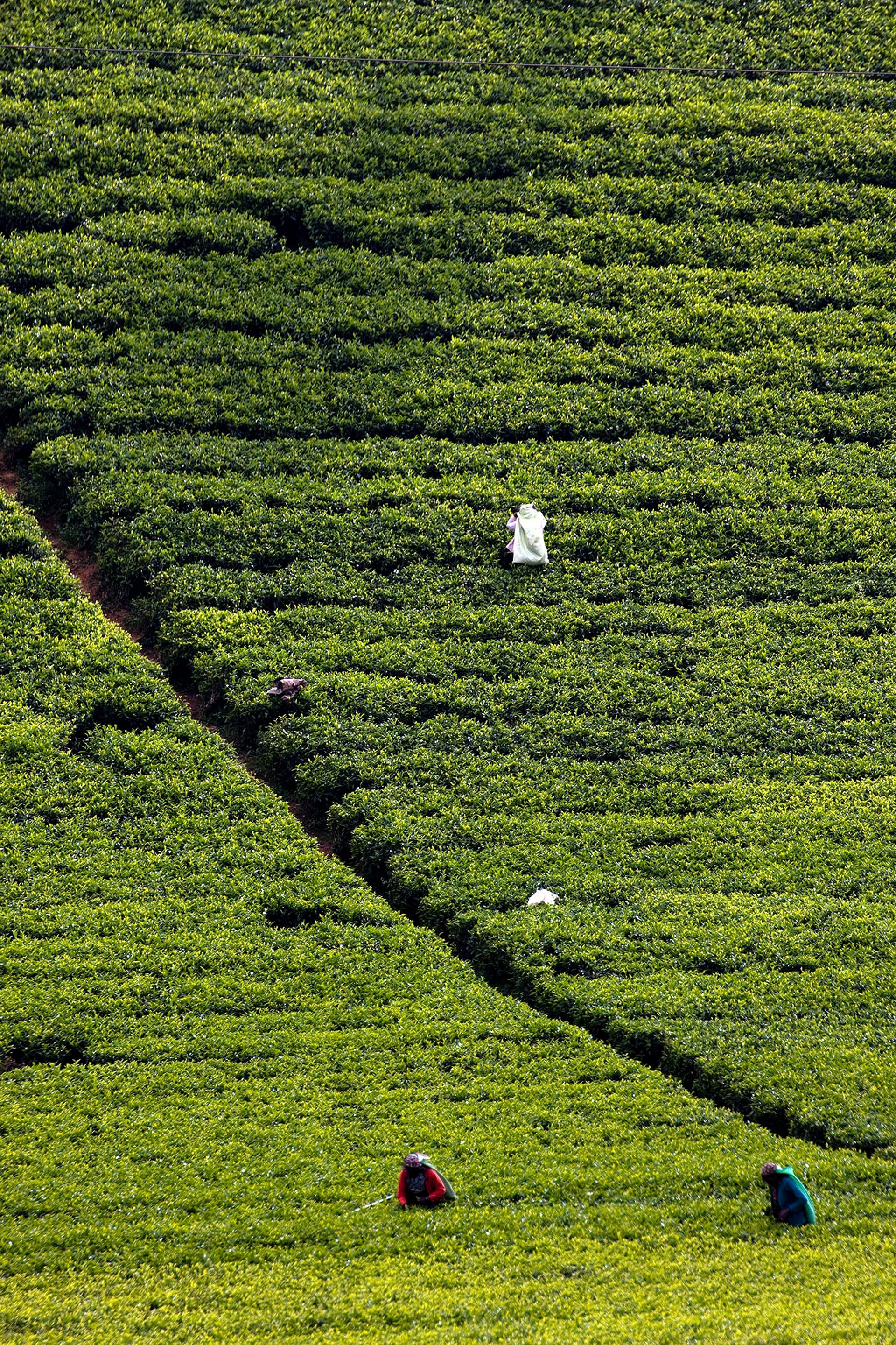 Cosecha de té