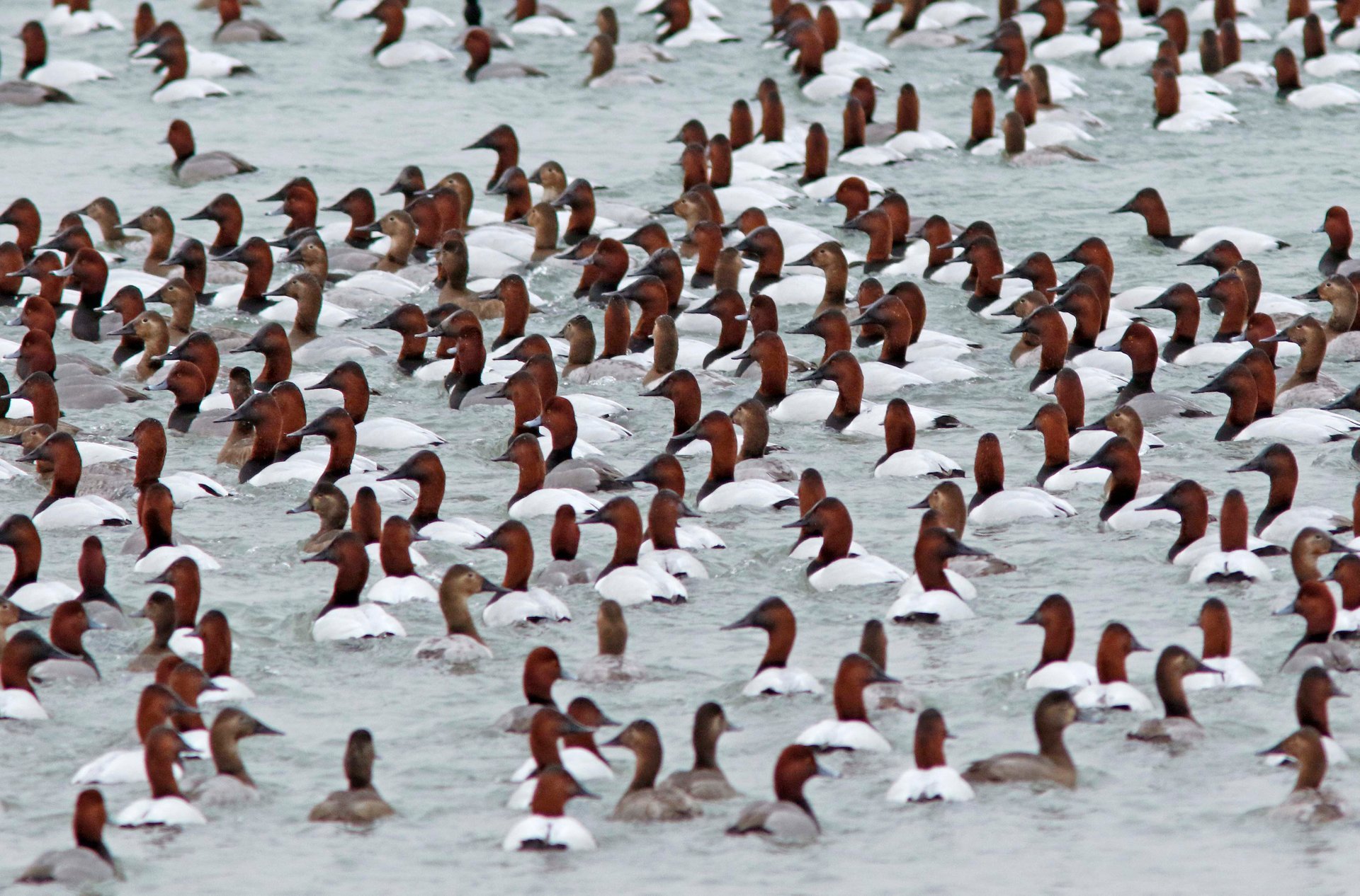 Aves de invierno