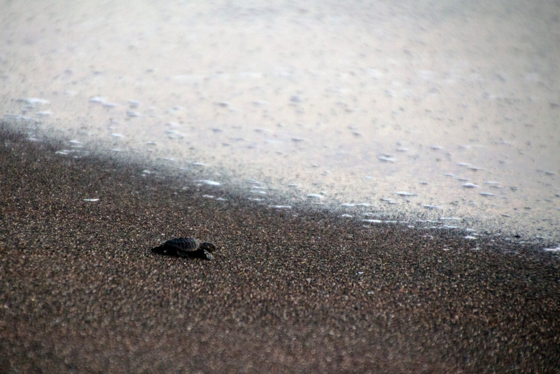 Beschleunigte Schildkröten