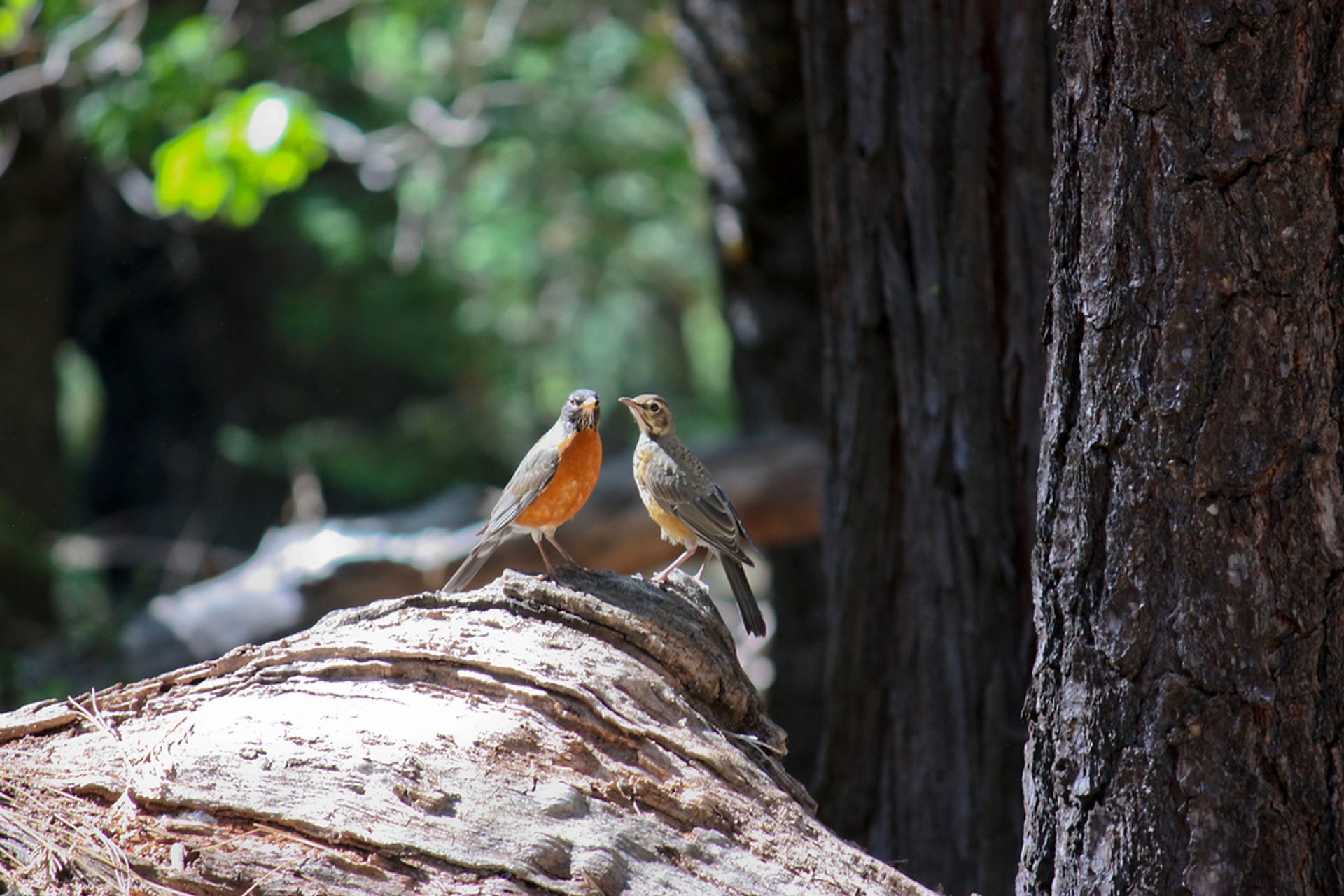 Observation des oiseaux