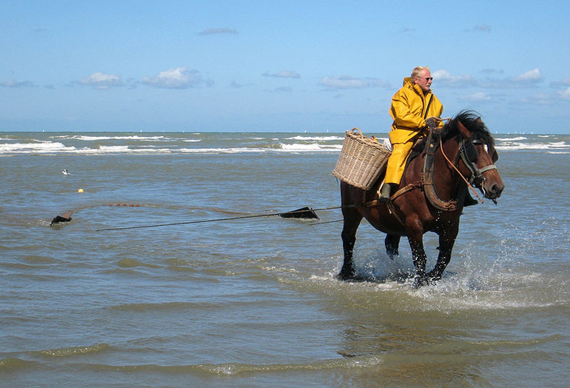 Pesca de camarão de cavalo