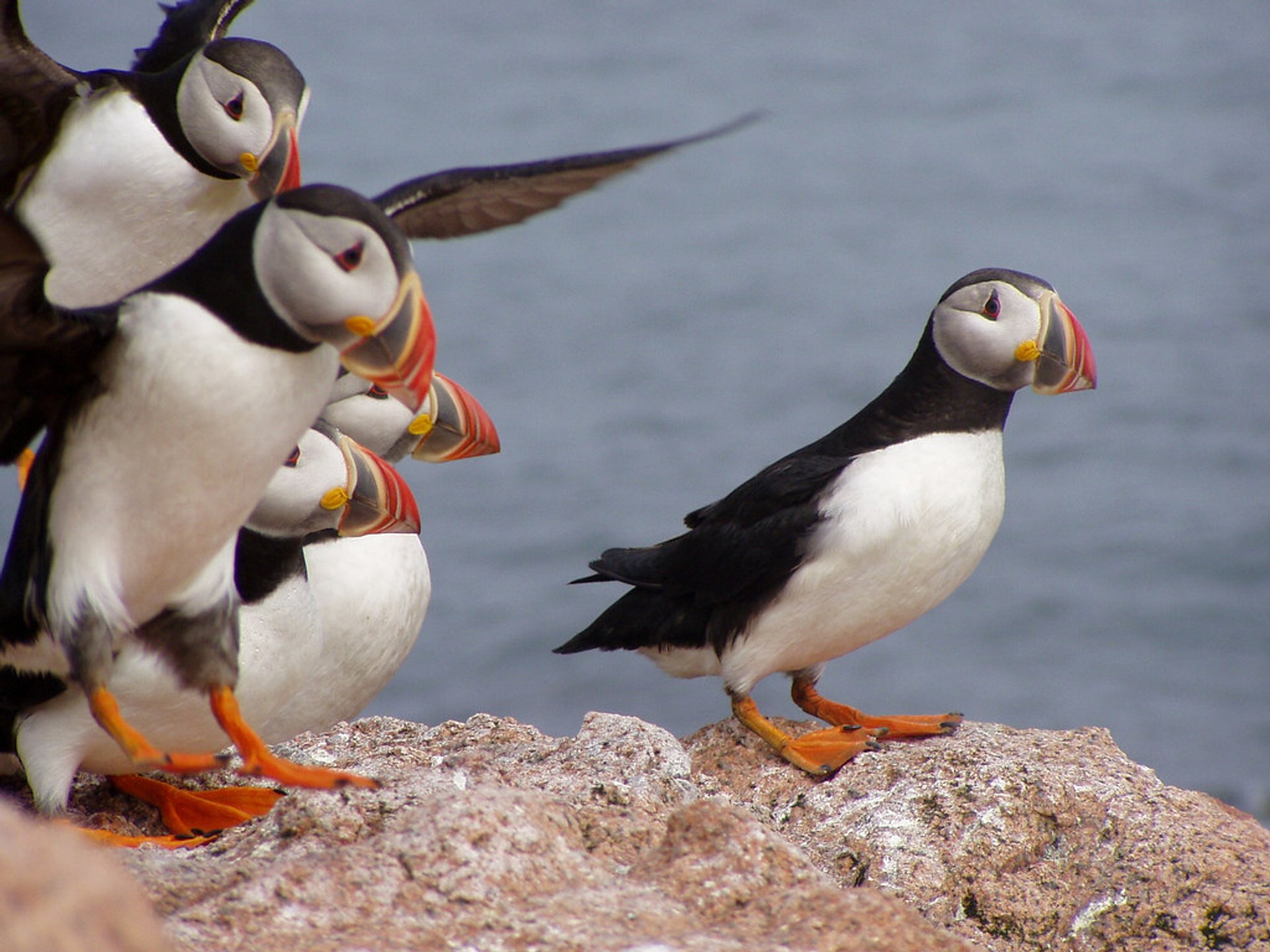 Puffin Watching