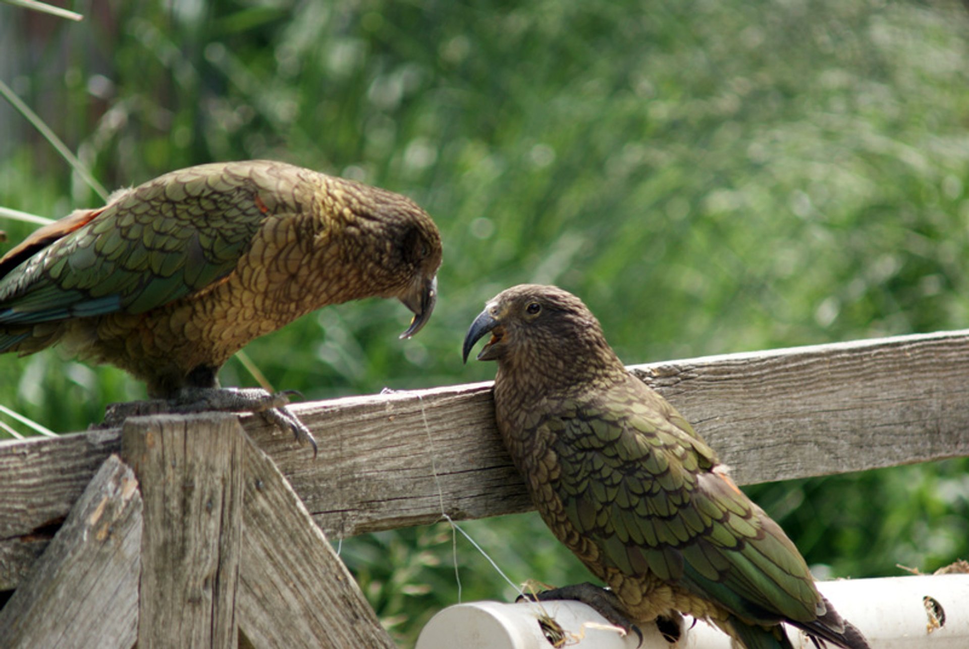 Oiseau de Kea