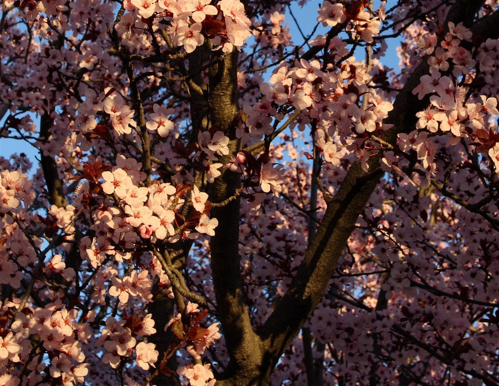 Plum Trees Bloom