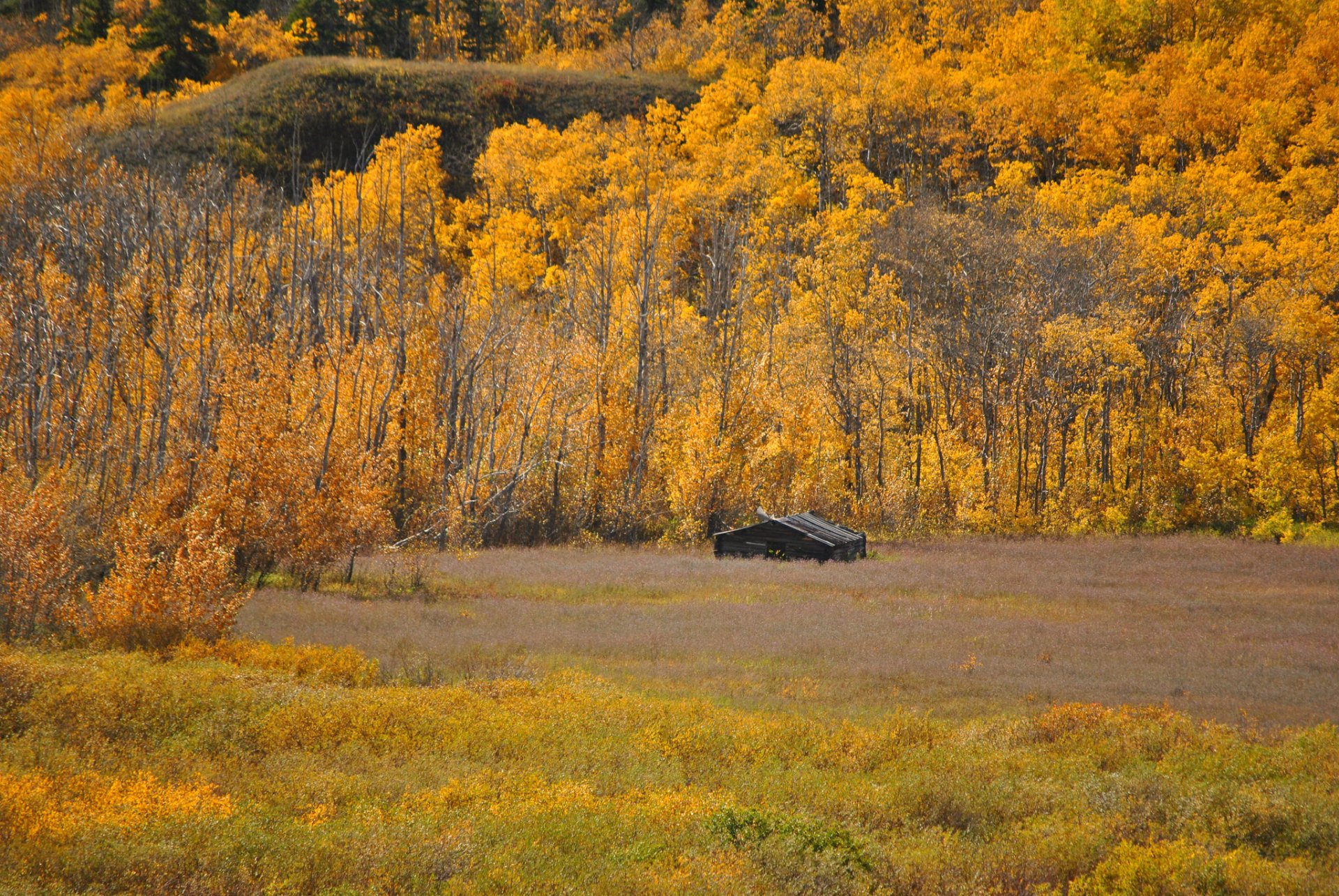 Montana Herbstlaub