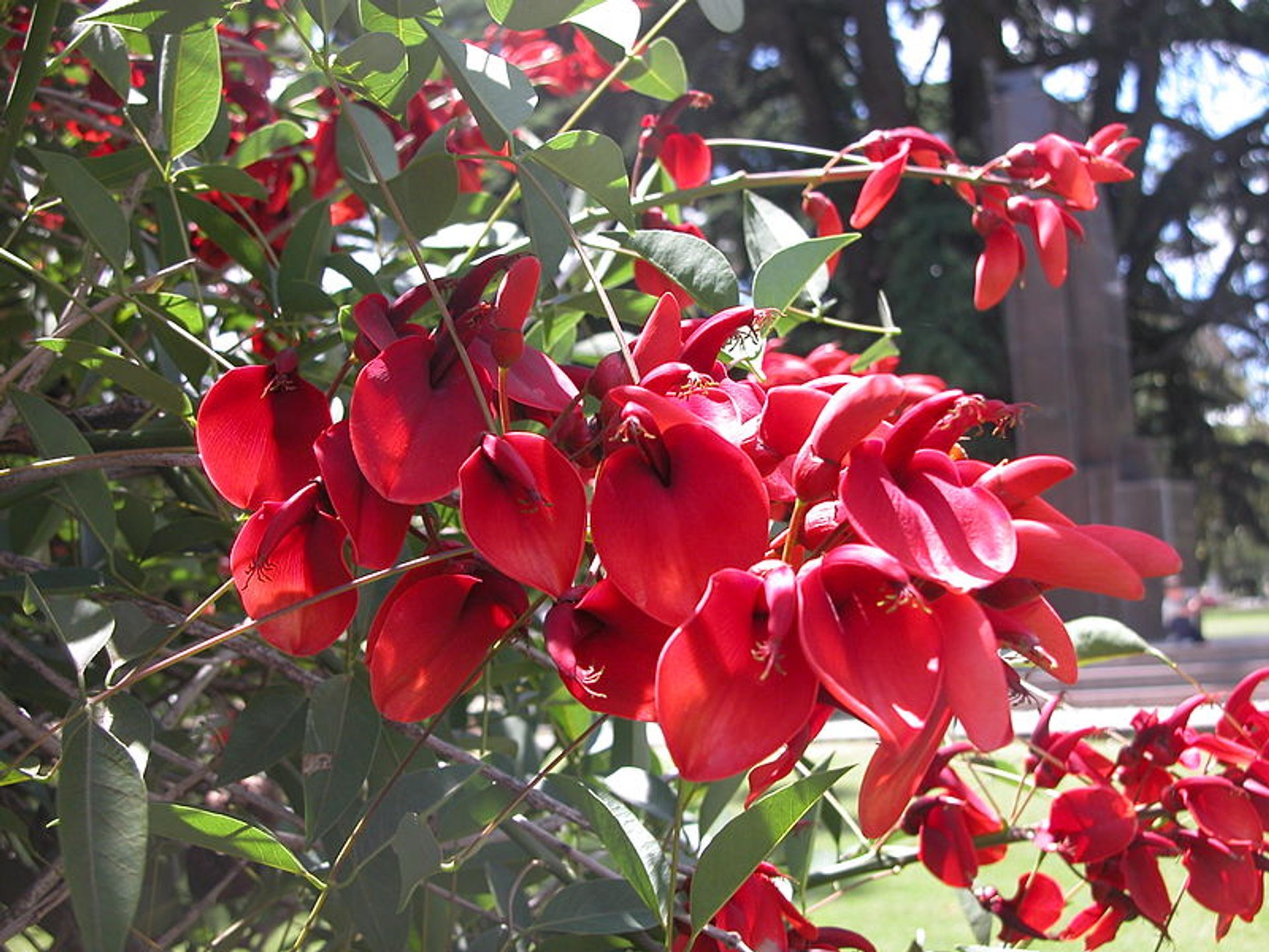 Erythrina ou Ceibo Flores