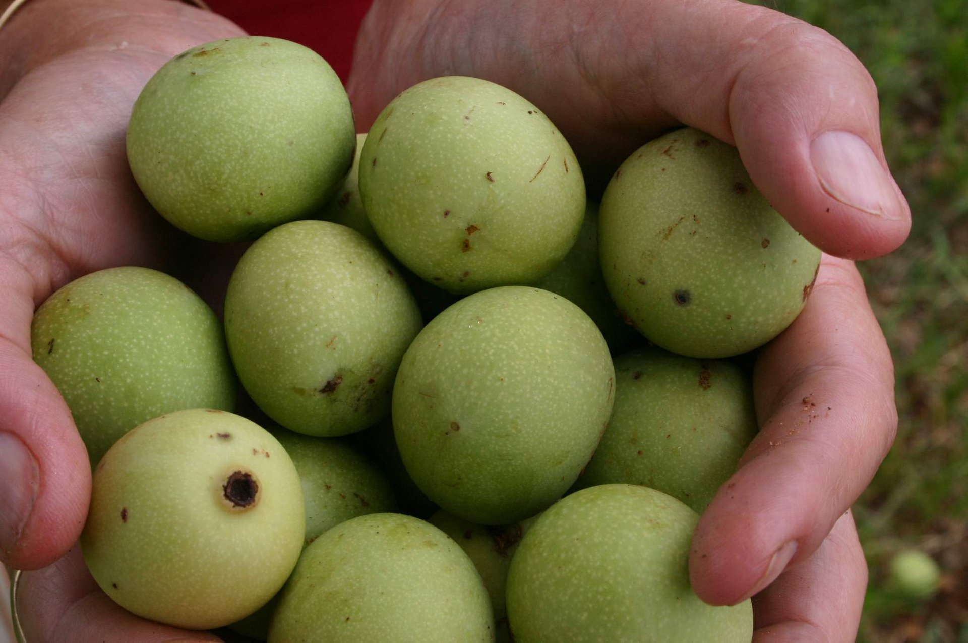 Marula Season