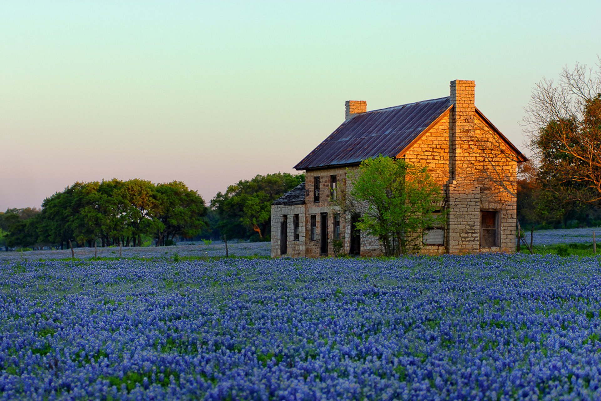 Bluebonnets (Lupinus texensis)