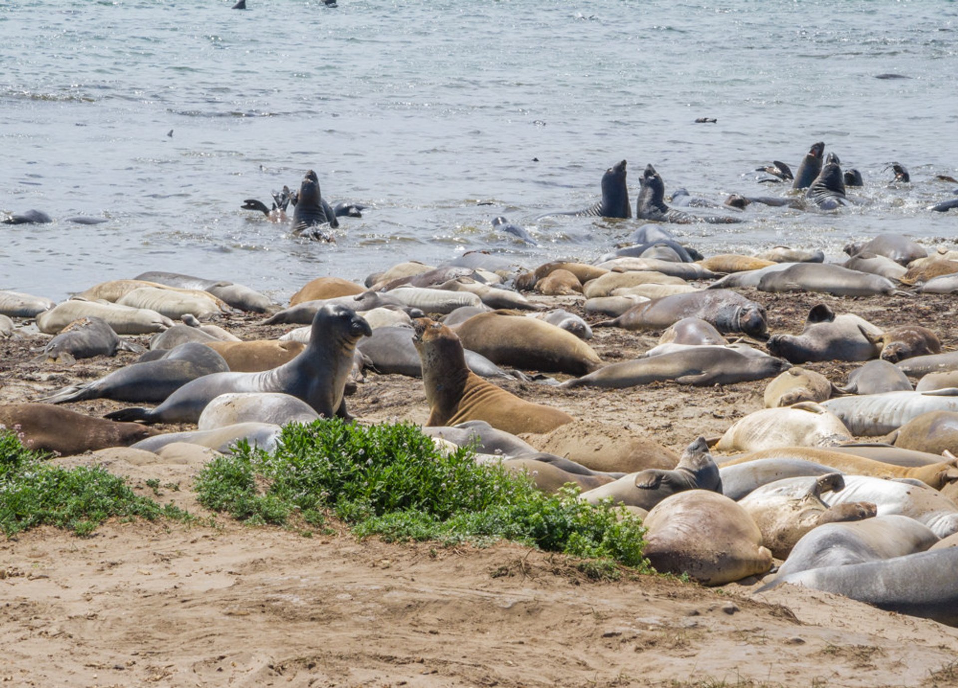 Elephant Seals