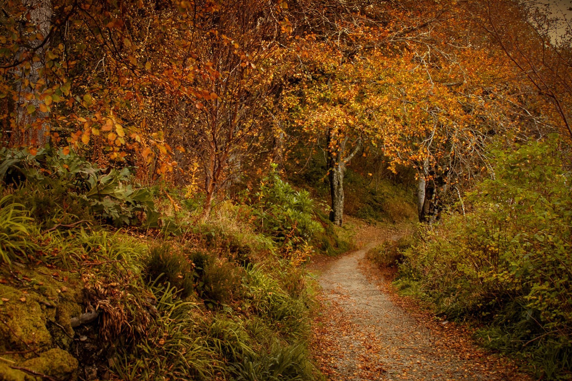 Herbstlaub in Schottland