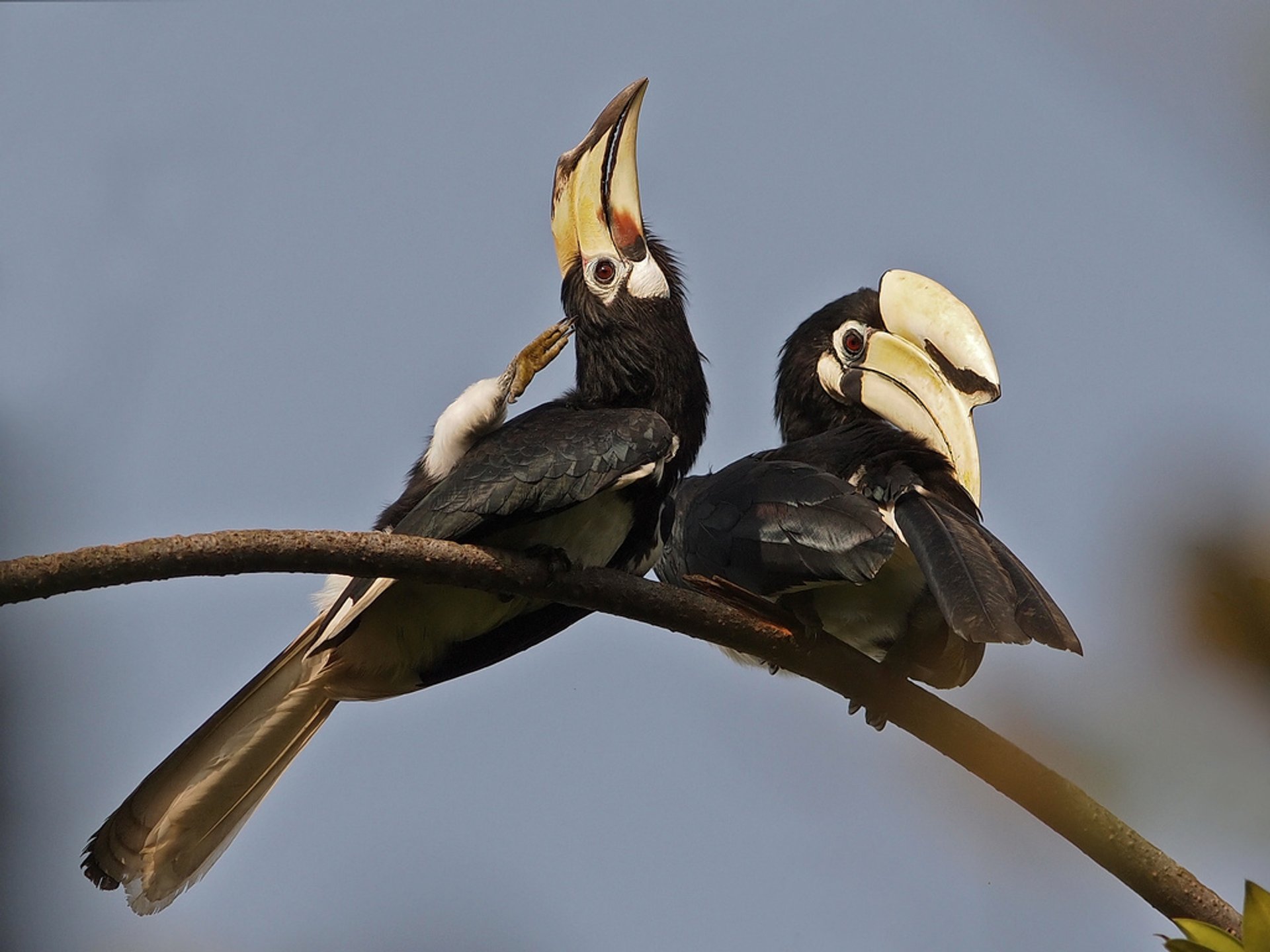 Observation des oiseaux