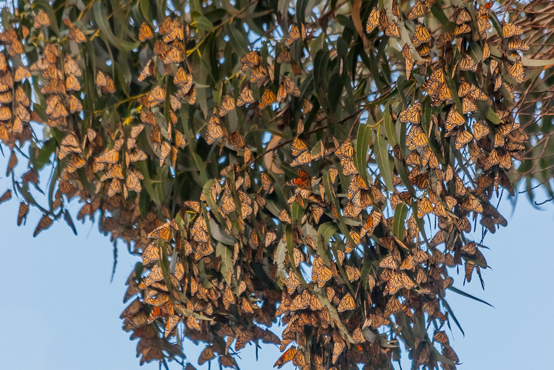 Papillons de monarque