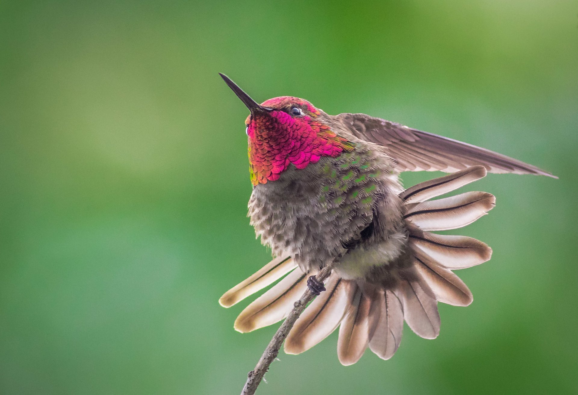 Colibrì