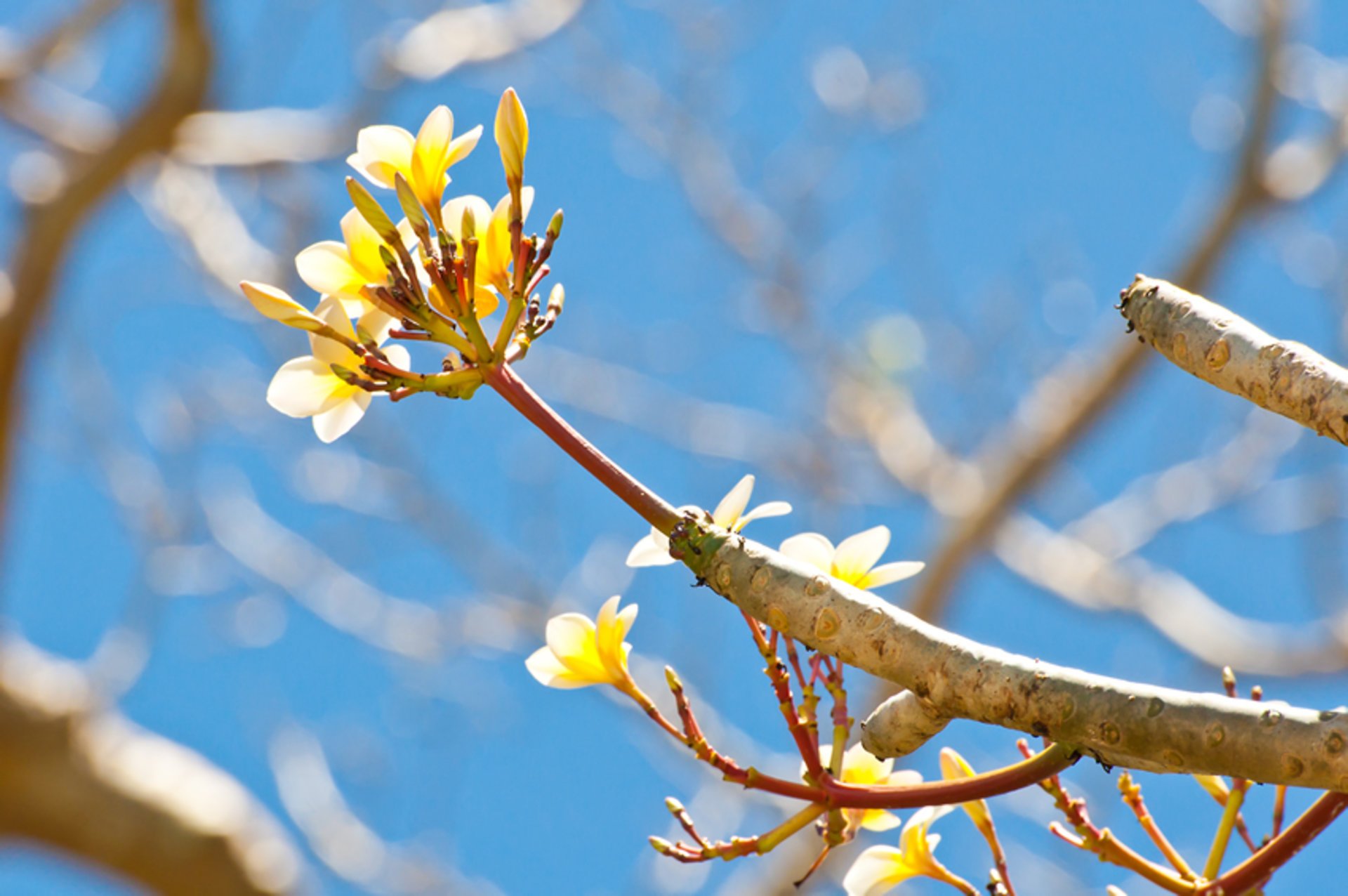 Cerejeiras em flor