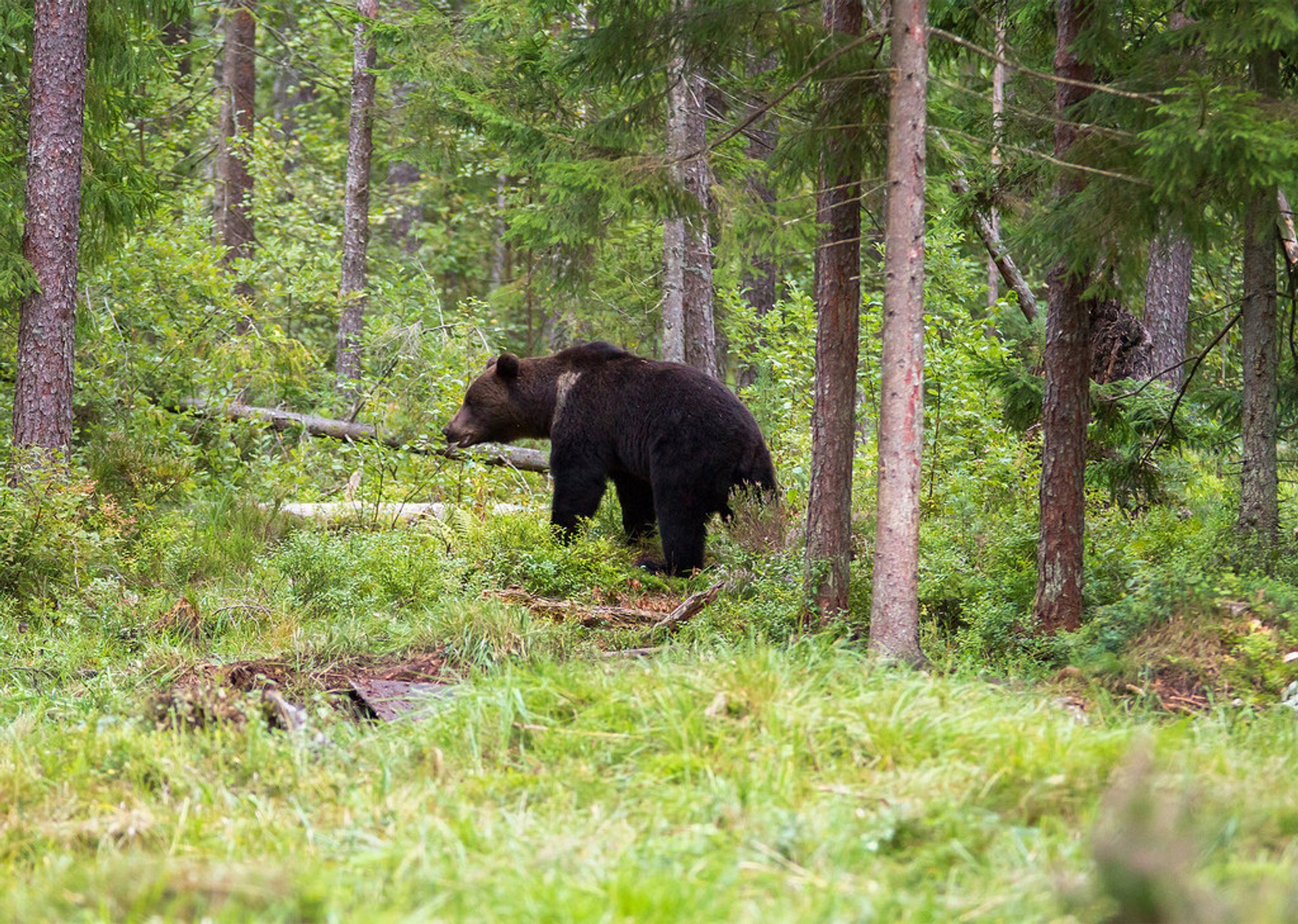 Observation de l'ours brun