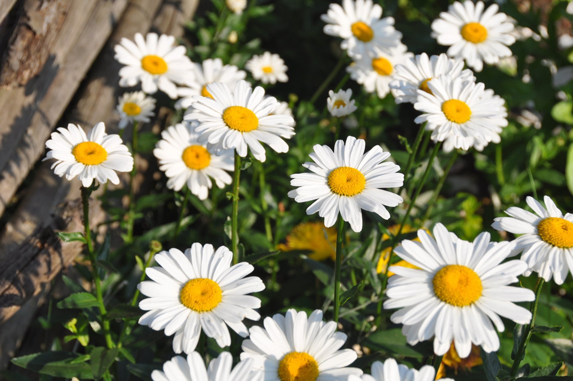 Campos de flores