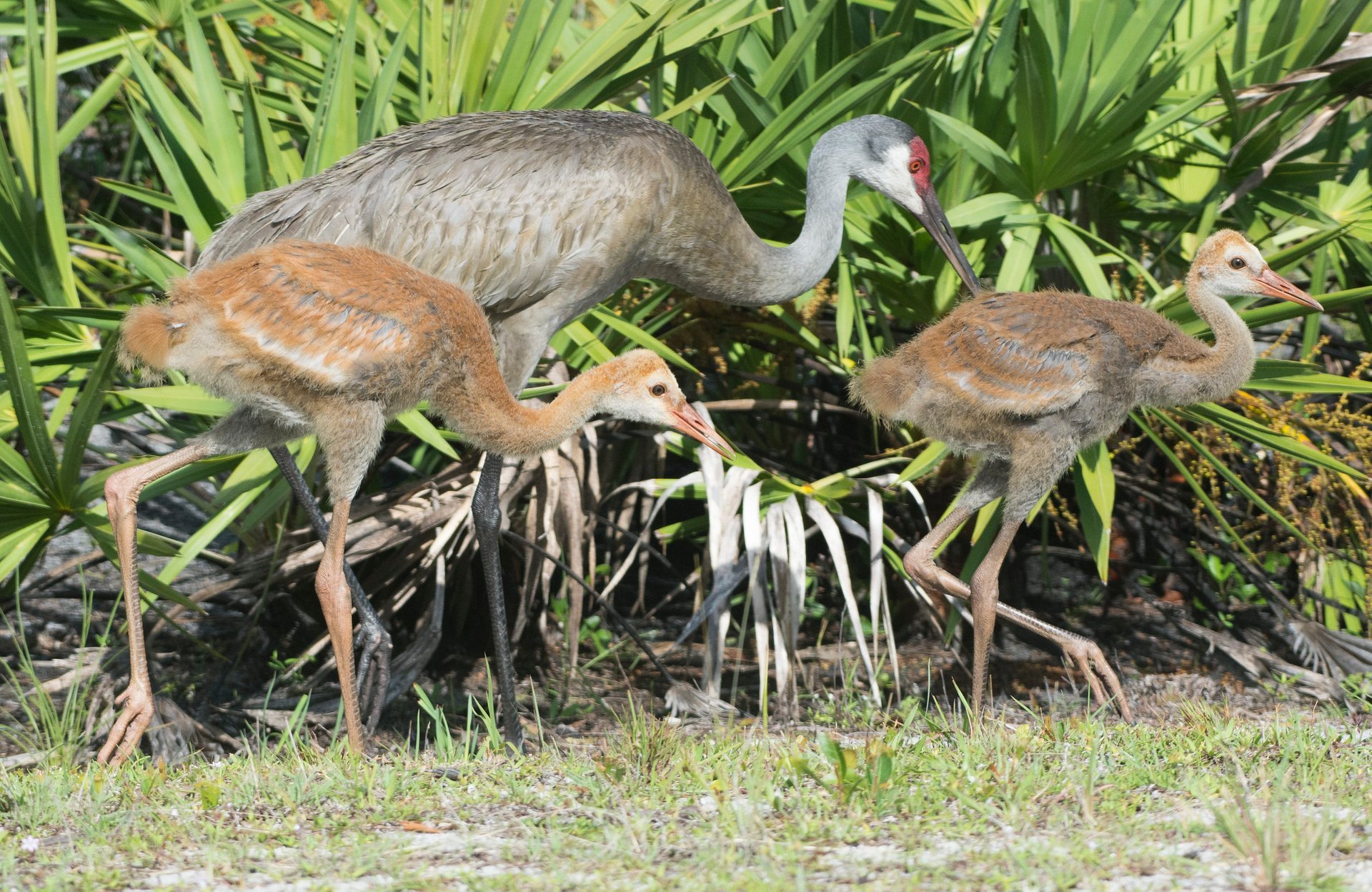 Sandhill Crane Family, Bird Photography, Florida Birds, Sandhill