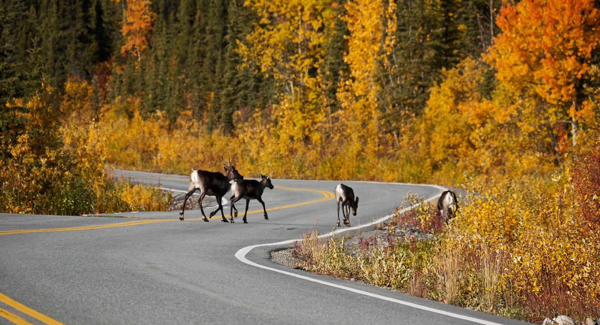 Caribou Autumn Migration