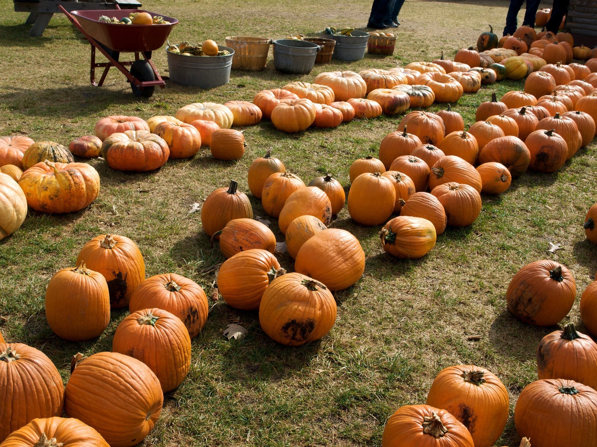 Richardson Adventure Farm Corn Maze