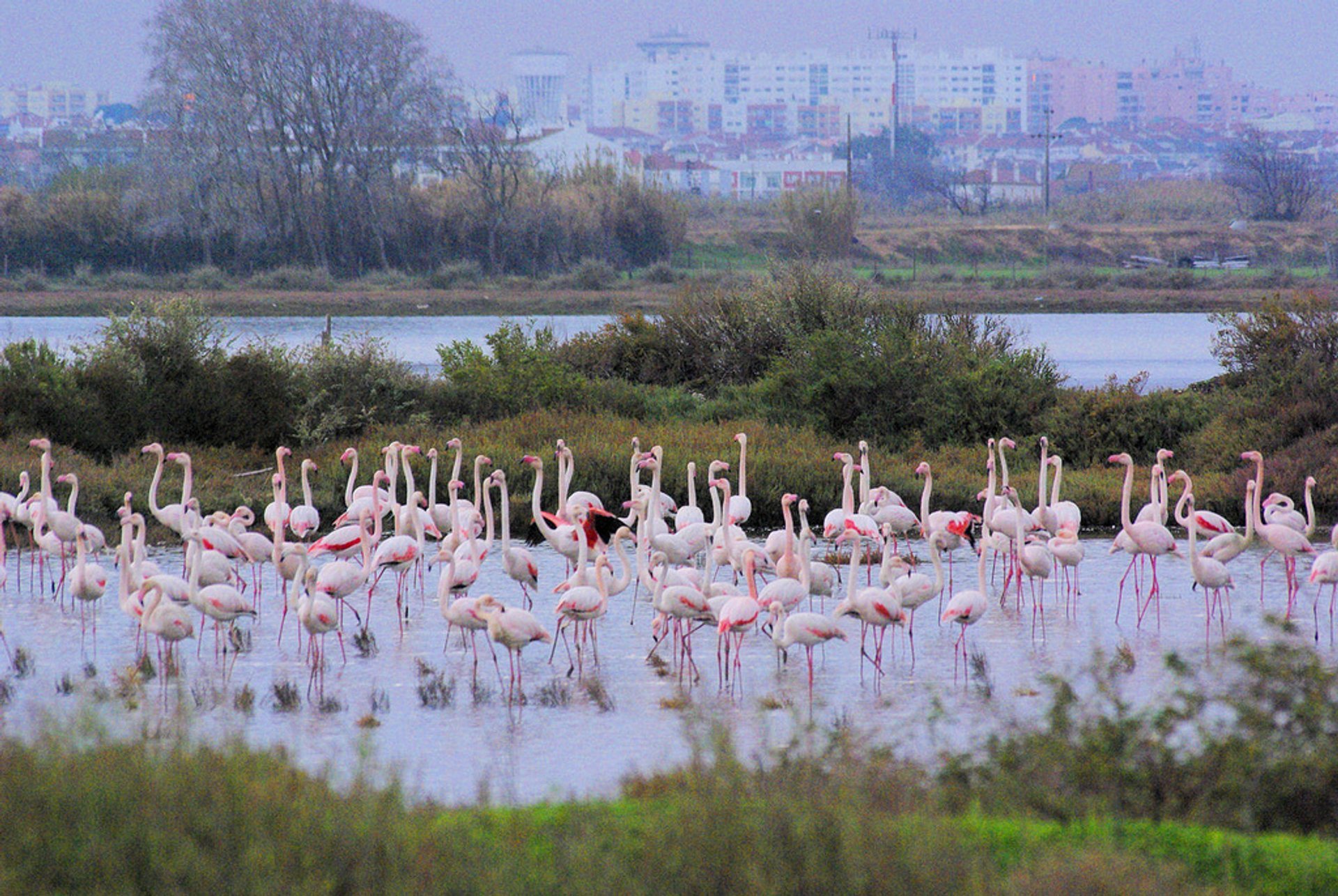 Flamingos nella Riserva Naturale dell'Estuario del Tago