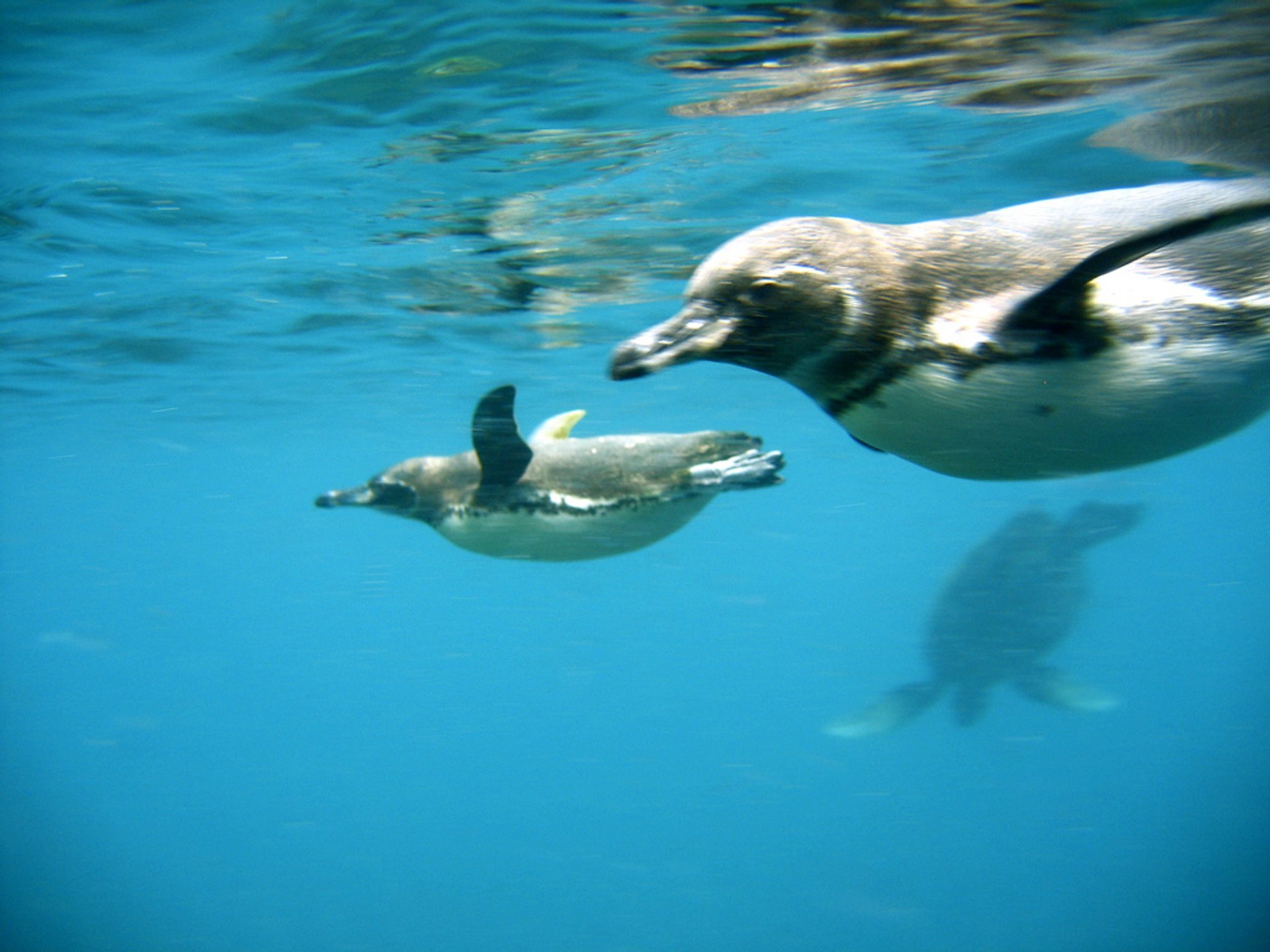 Temporada de natación y snorkeling