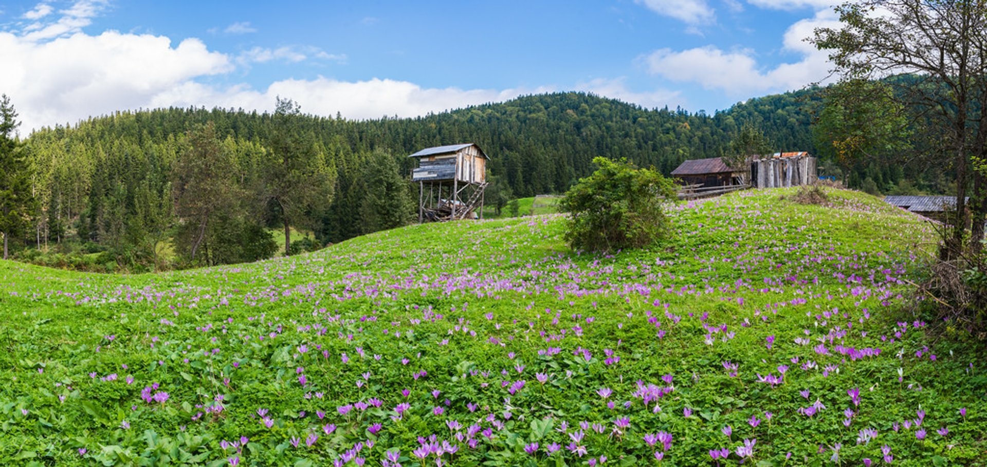 Fiori selvatici