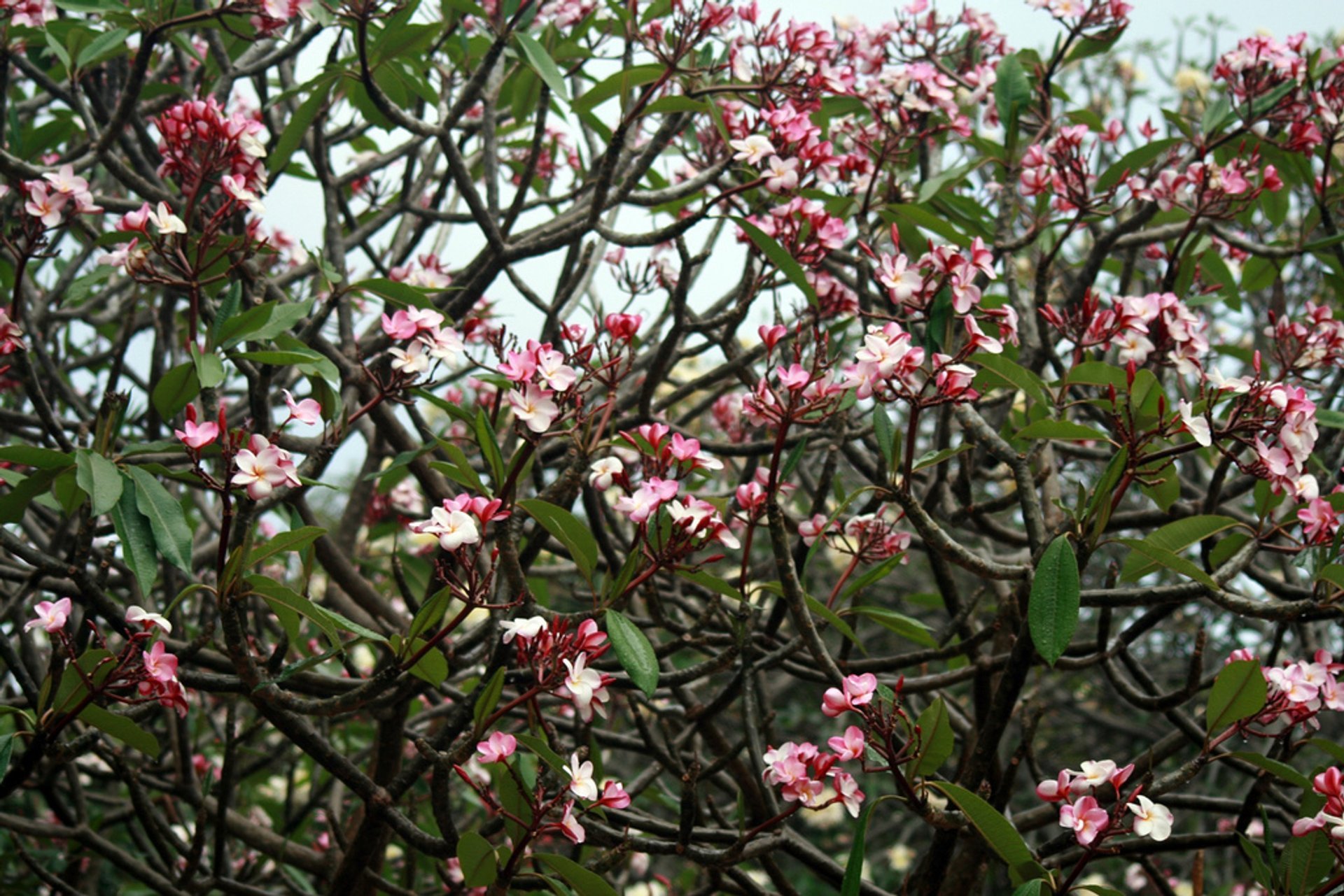 Plumeria en Flor