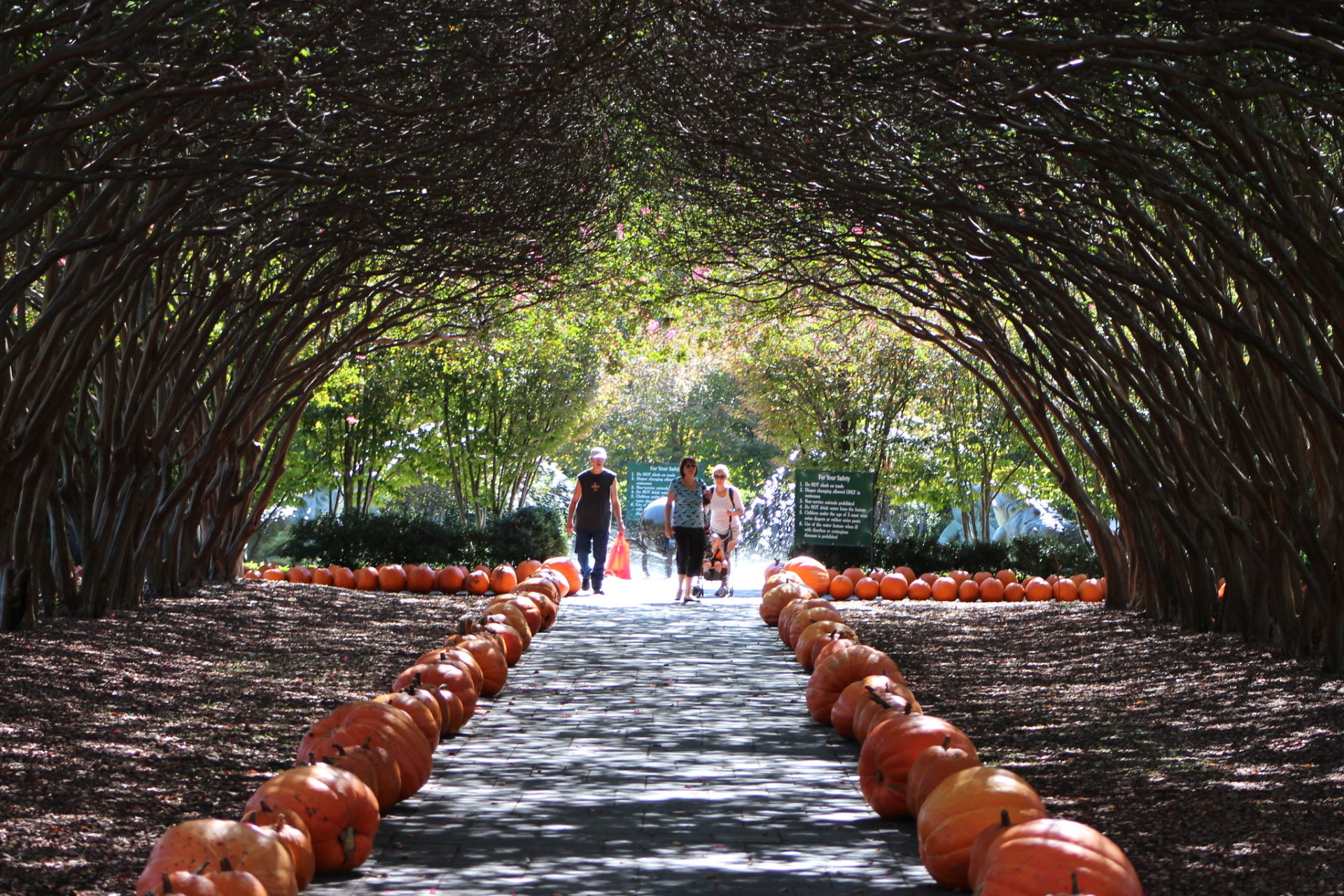 Colores de otoño en Dallas