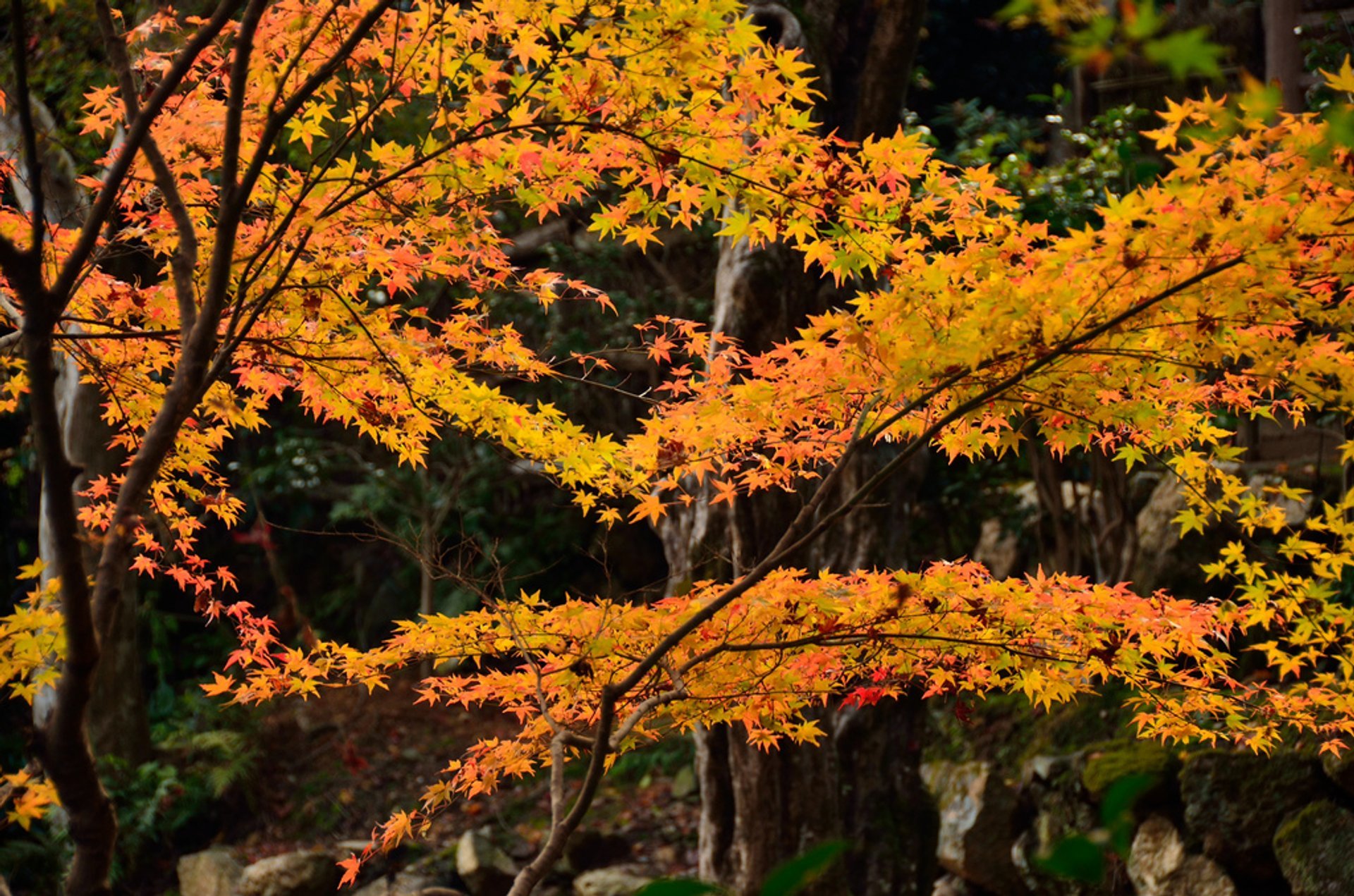 Follaje de otoño (Kōyō)