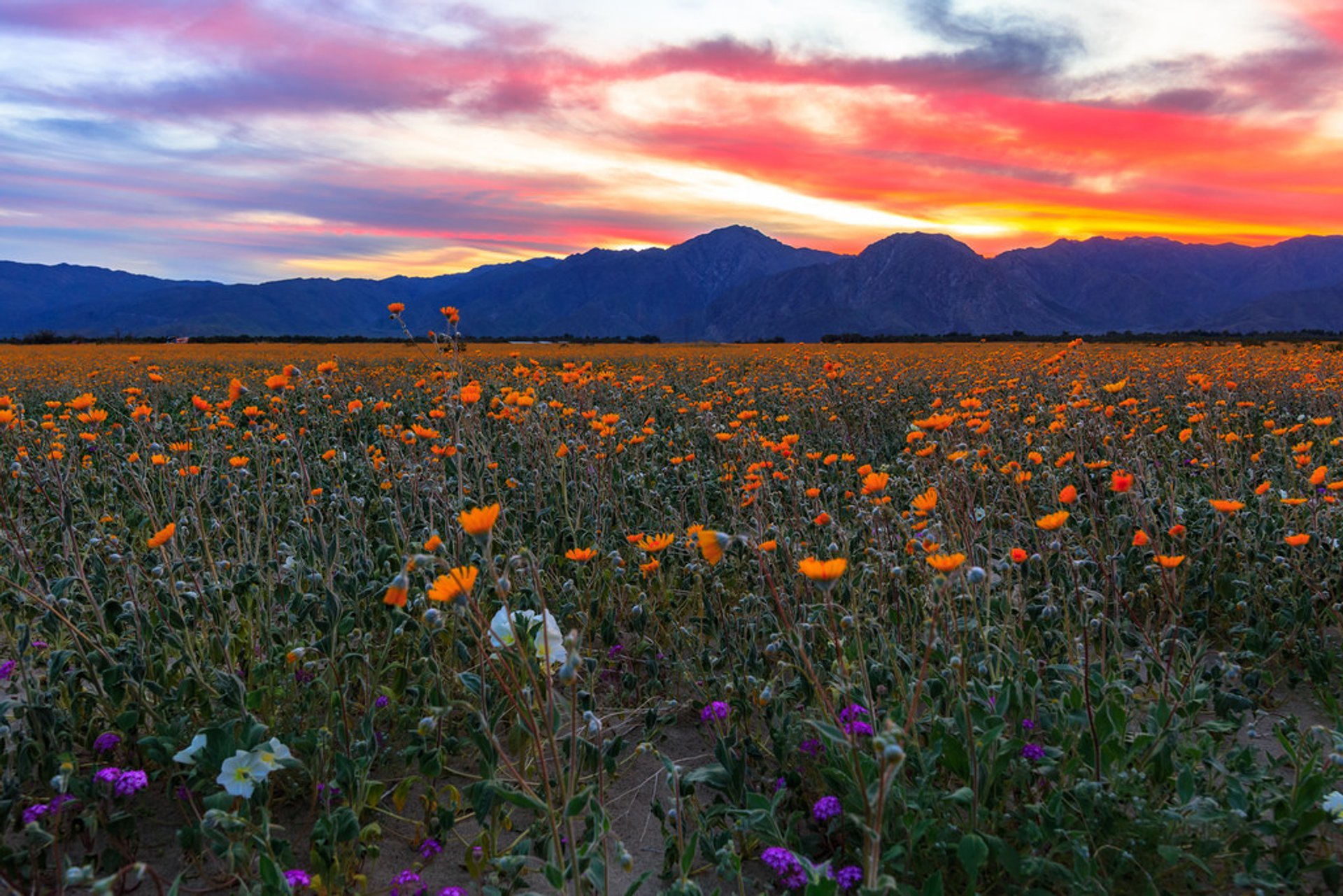 Die Super-Blüte in der Wüste Anza-Borrego