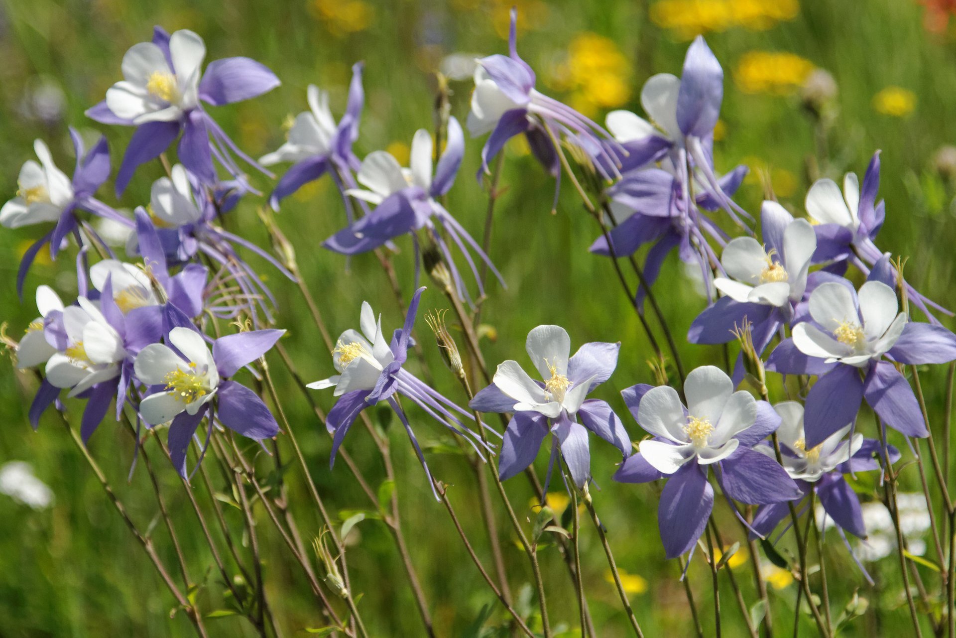 Wildblumen