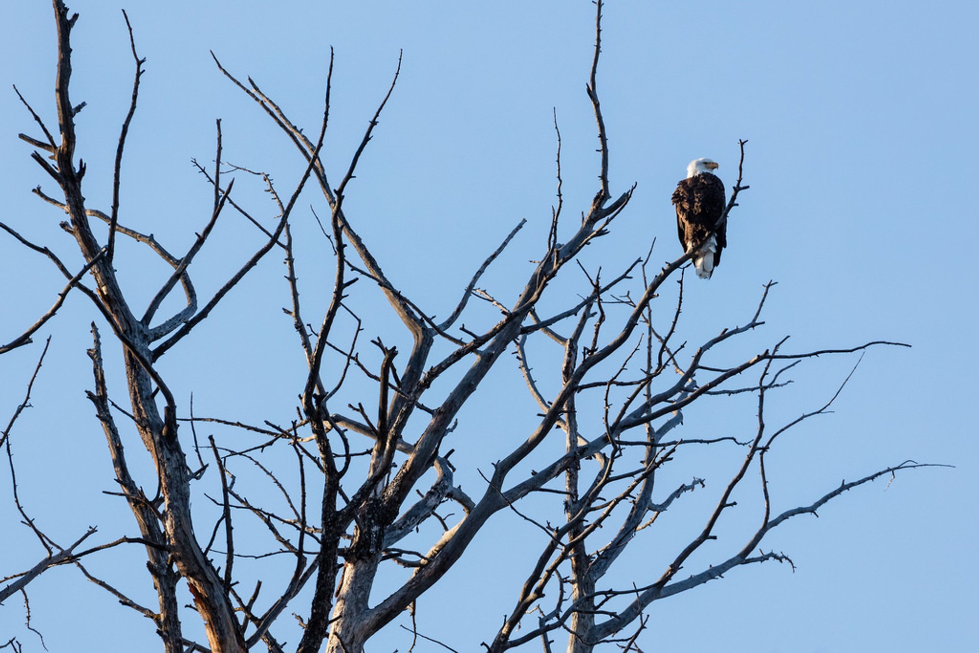 Vogelbeobachtung