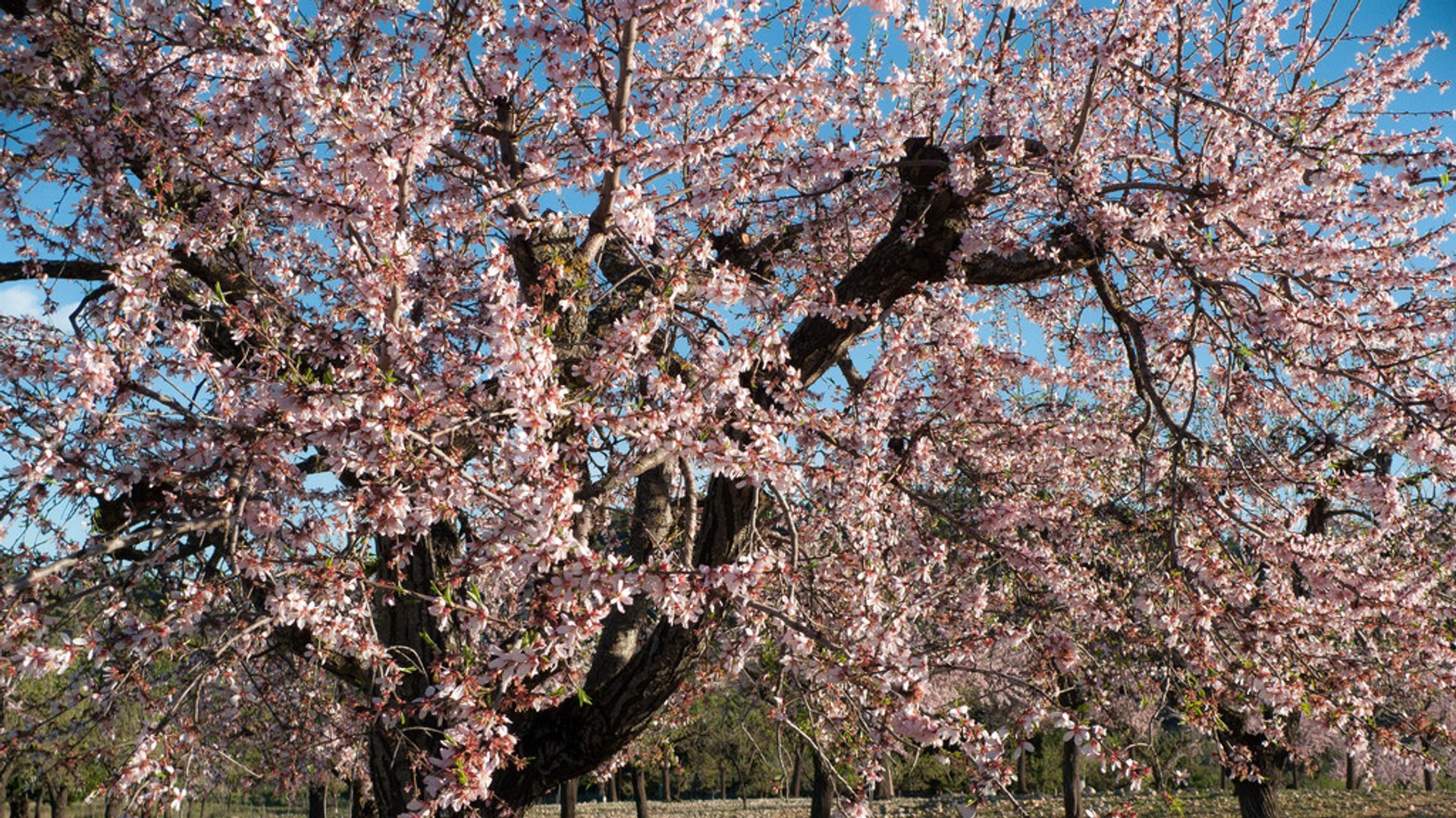 Almond Trees Blossom