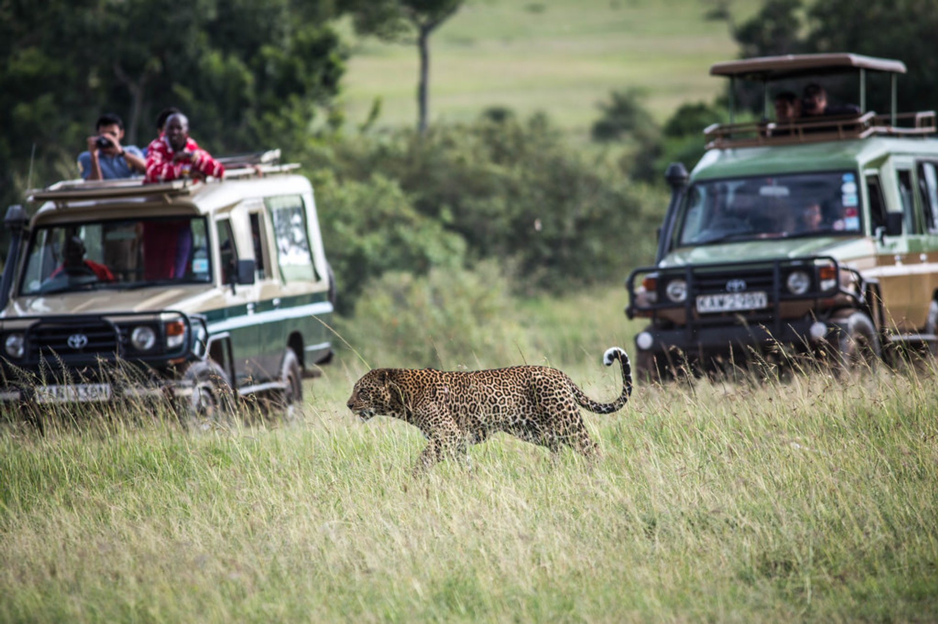 Aventure Safari