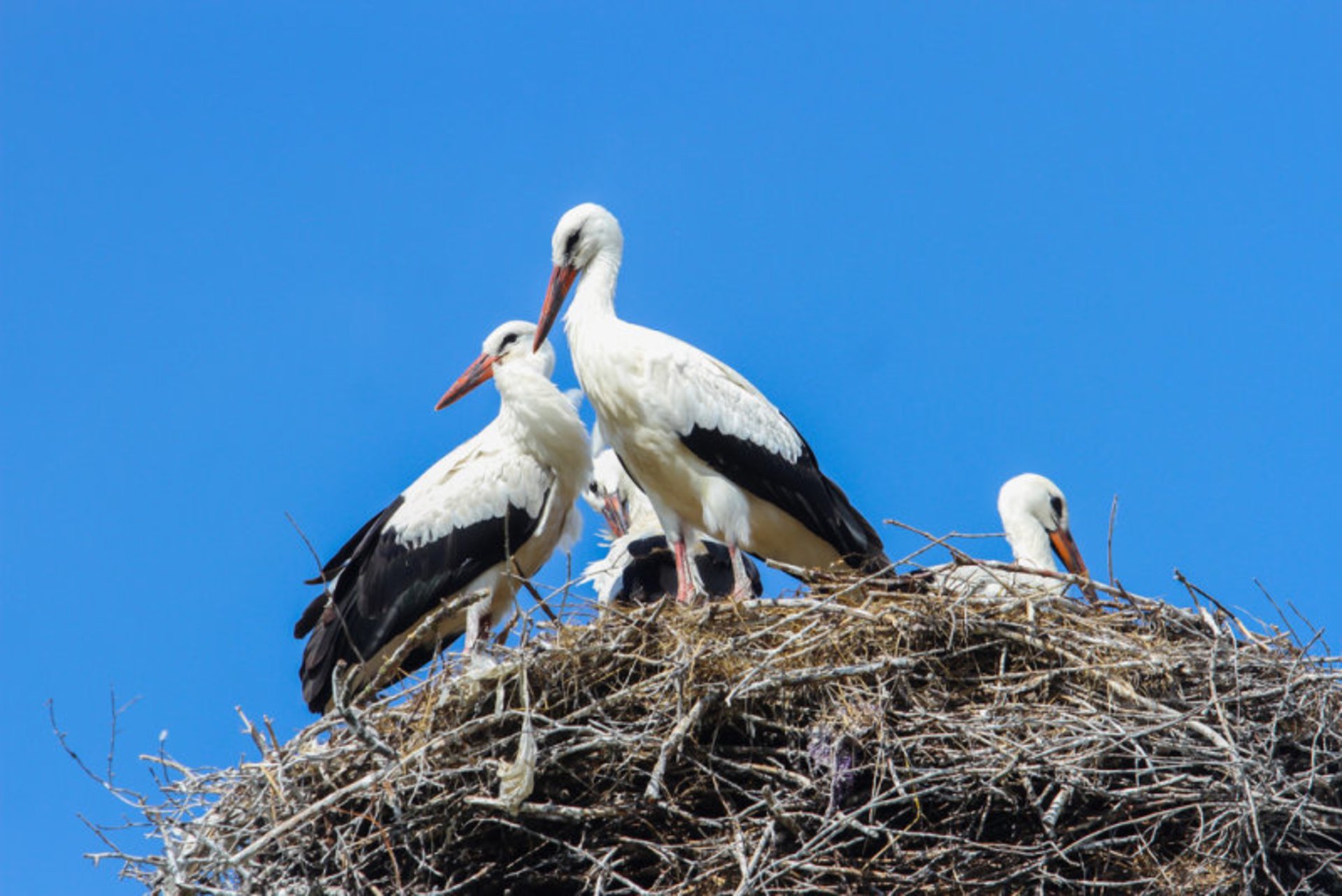 White Storks